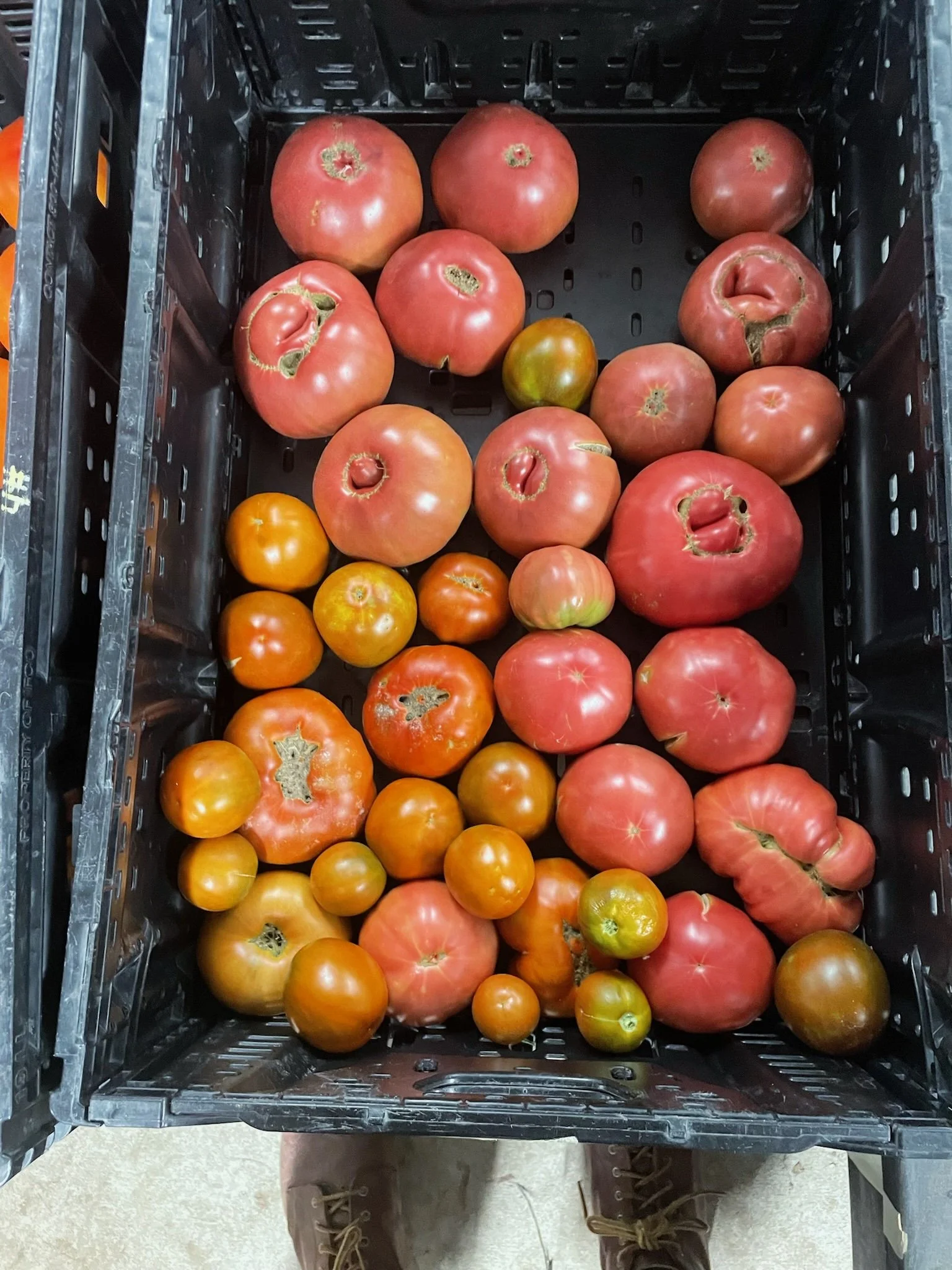 Tomato harvest for bacon buddy sandwiches