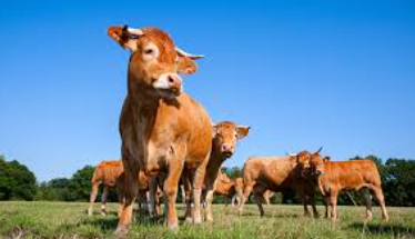 Rebaño de vacas en un campo con árboles y cielo azul