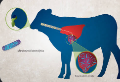 Ilustración de un bovino con etiquetas que muestran diferentes partes del sistema reproductor y reproductivo, incluyendo el útero, ovarios y ADN