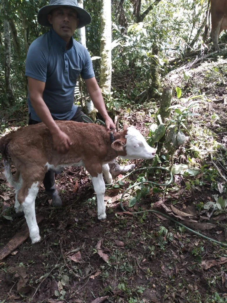Hombre con sombrero en un bosque tropical, sosteniendo a una ternera marrón y blanca que bebe agua de una planta.
