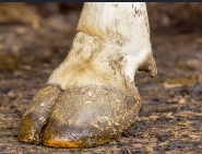 Un casco de caballo en tierra.