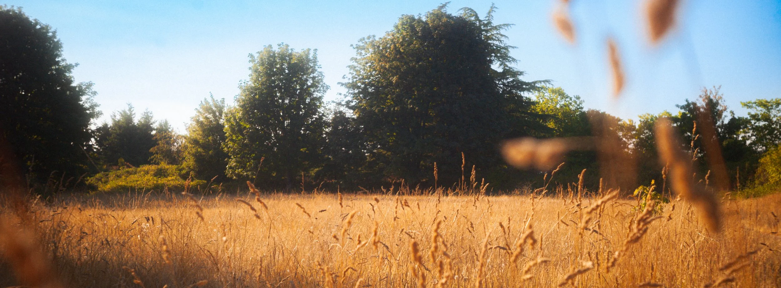 Epson R-D1