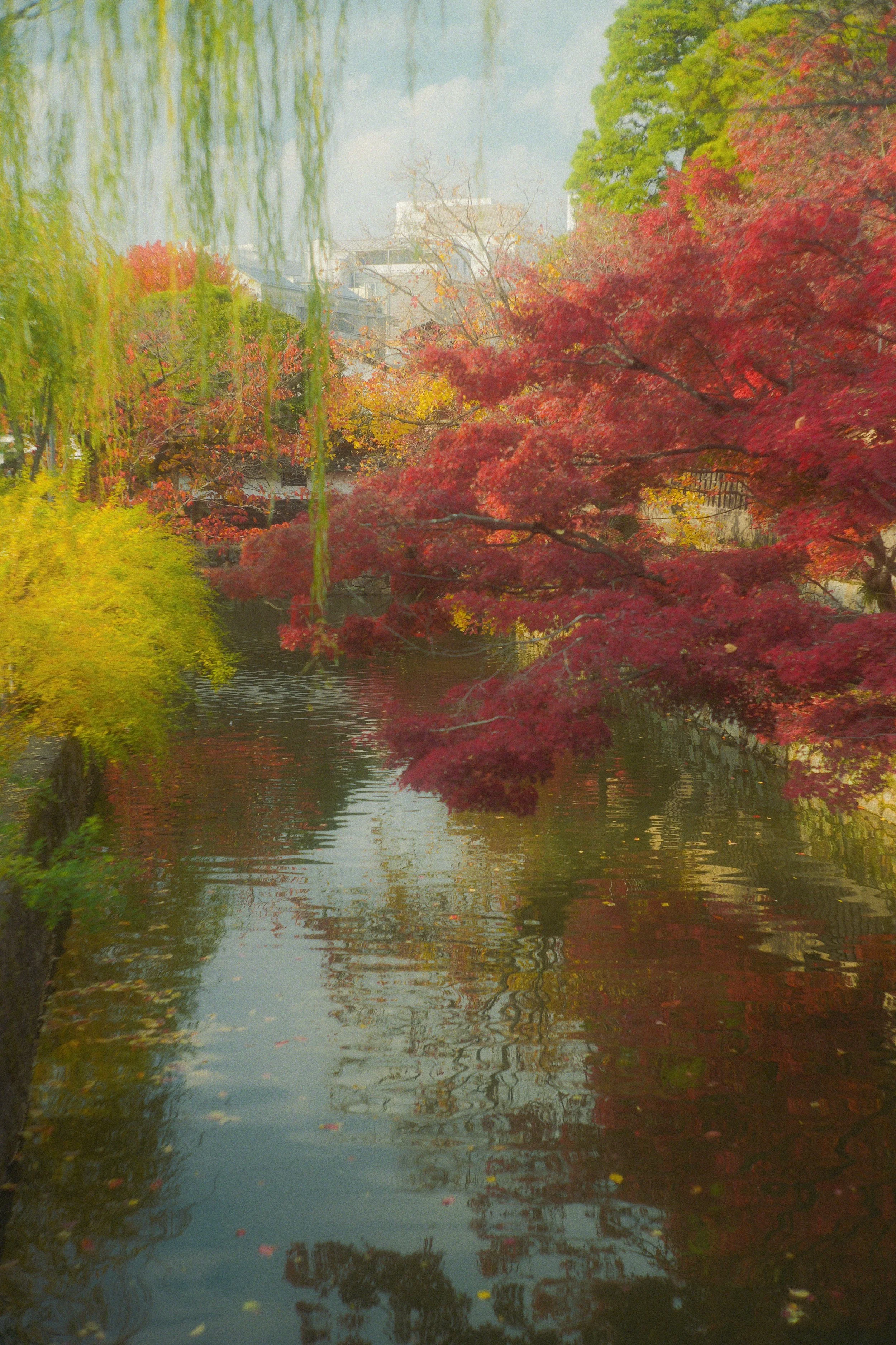 A calm river reflecting colorful autumn trees with red, yellow, and green leaves. A building is partially visible in the background, and willow branches hang down into the scene.