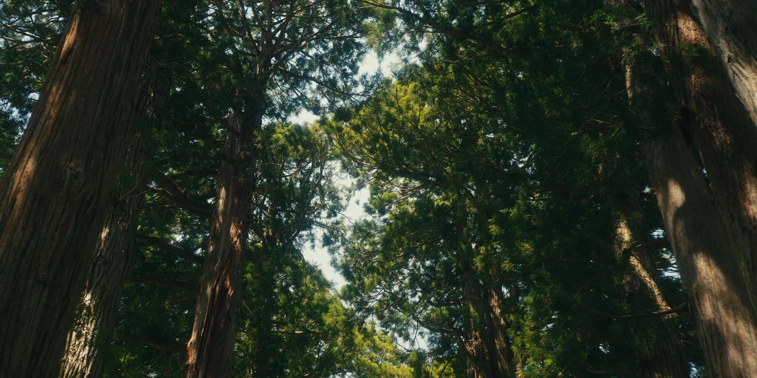 Looking up at tall trees in a dense forest with green leaves and a partly cloudy sky visible through the canopy.