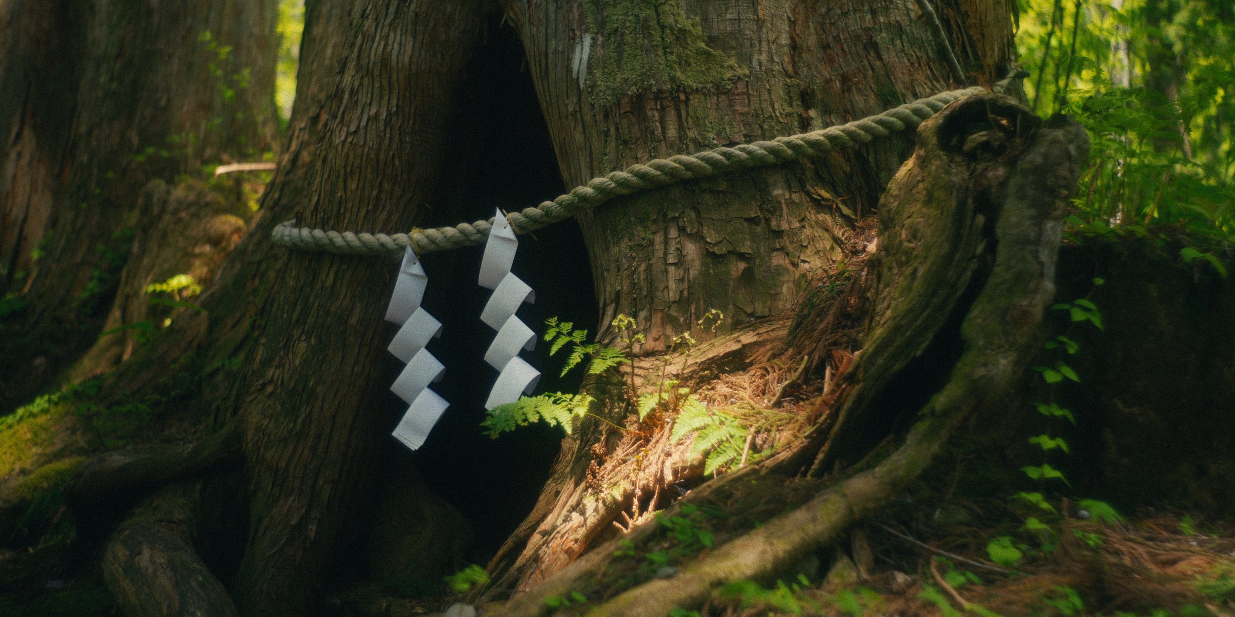 A hole in a large tree with a shimenawa rope with shide hanging across the entrance, in a lush green forest.