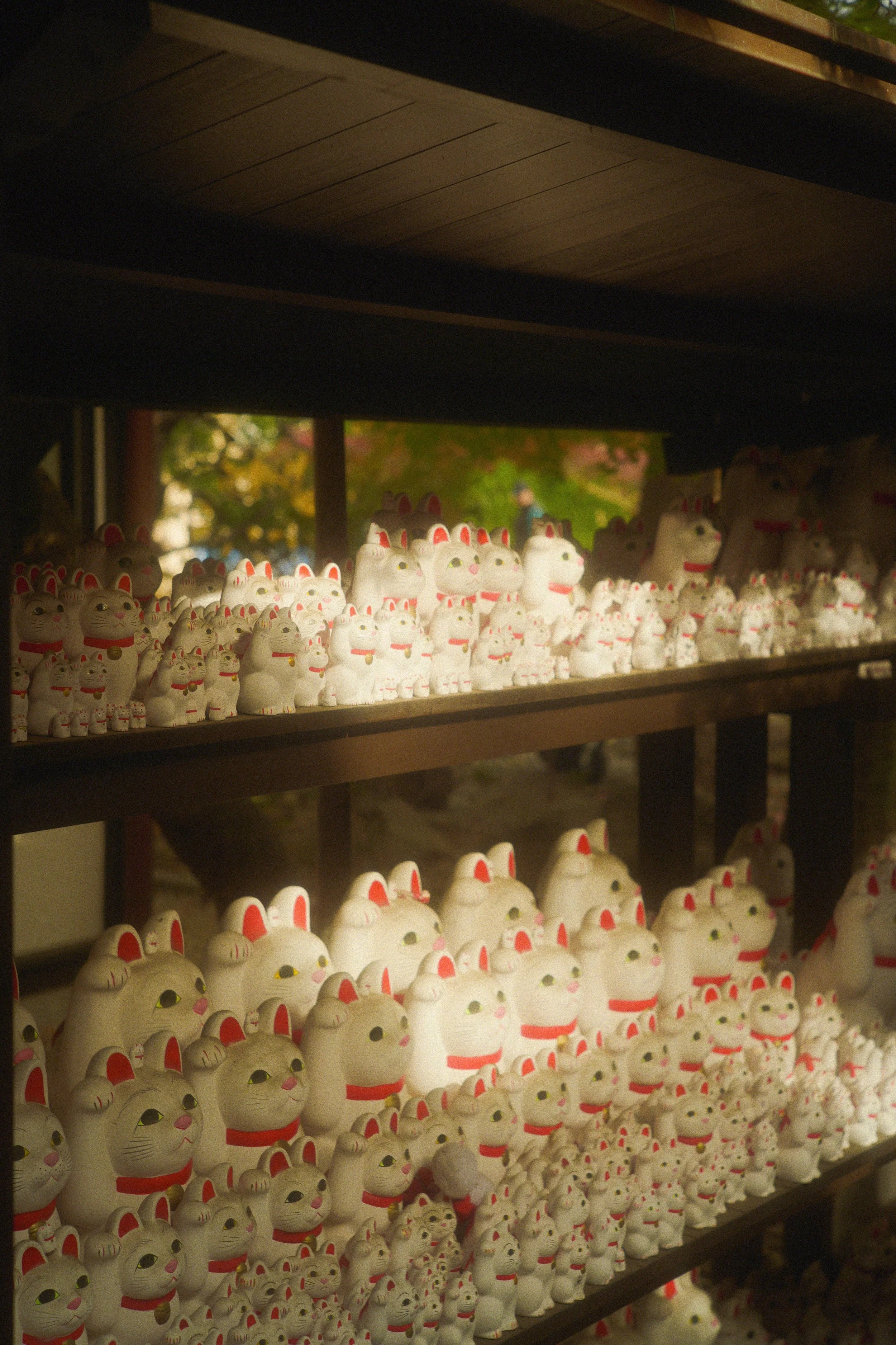 Multiple white beckoning cat figurines with red collars and pink ears displayed on wooden shelves outdoors.