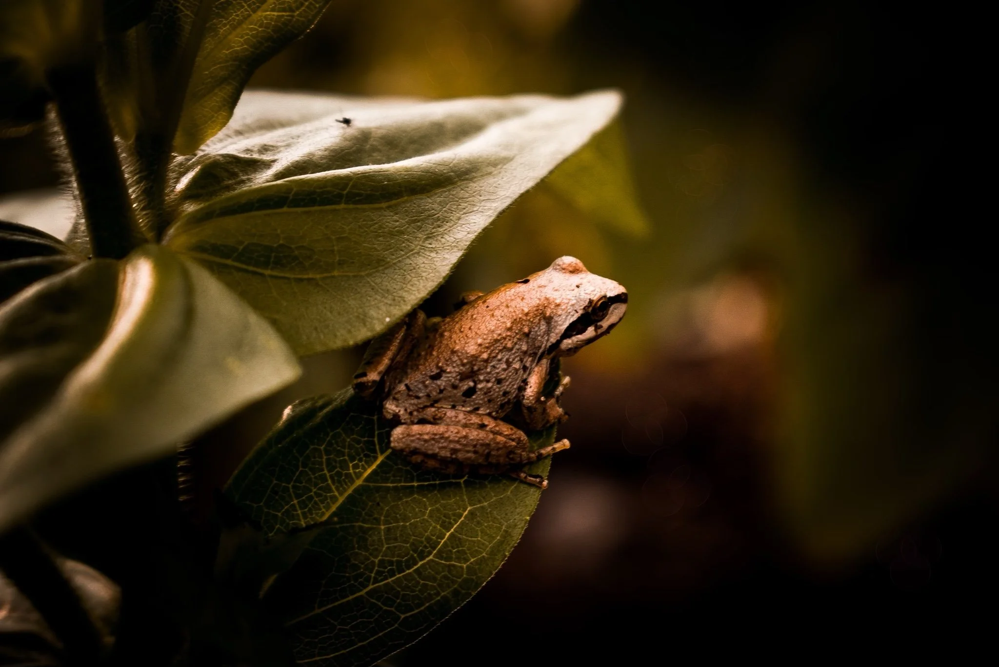 A small frog on a leaf in a natural environment, with a dark background and warm lighting.