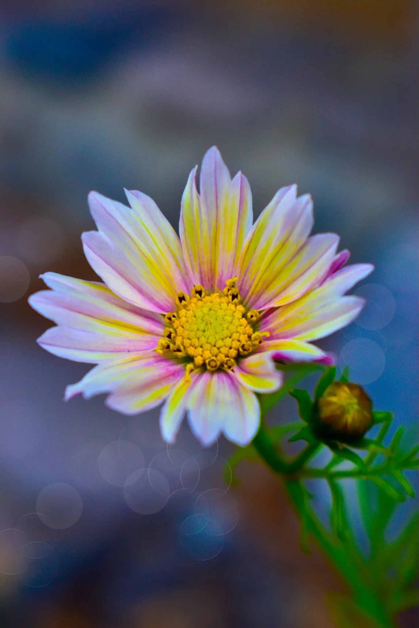 Close-up of a pink and yellow daisy flower with a blurred background.