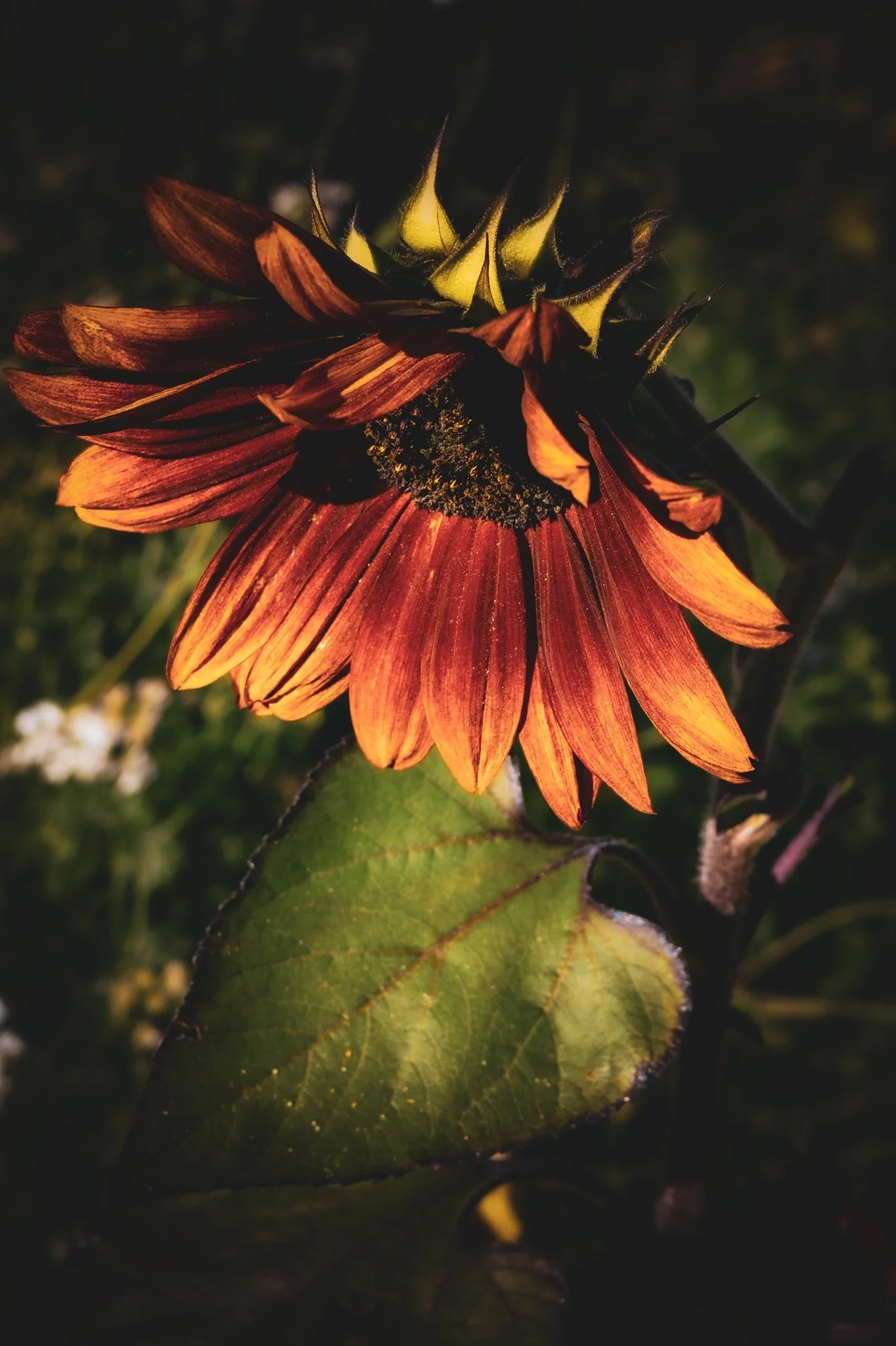 A close-up photograph of a partially withered sunflower with brown petals and green leaves, taken outdoors in natural light.