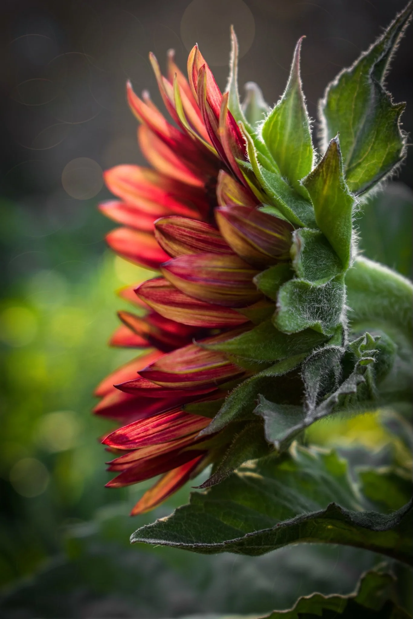 Close-up of a blooming sunflower with red and orange petals, green leaves, and fuzzy stem, with a blurred background.