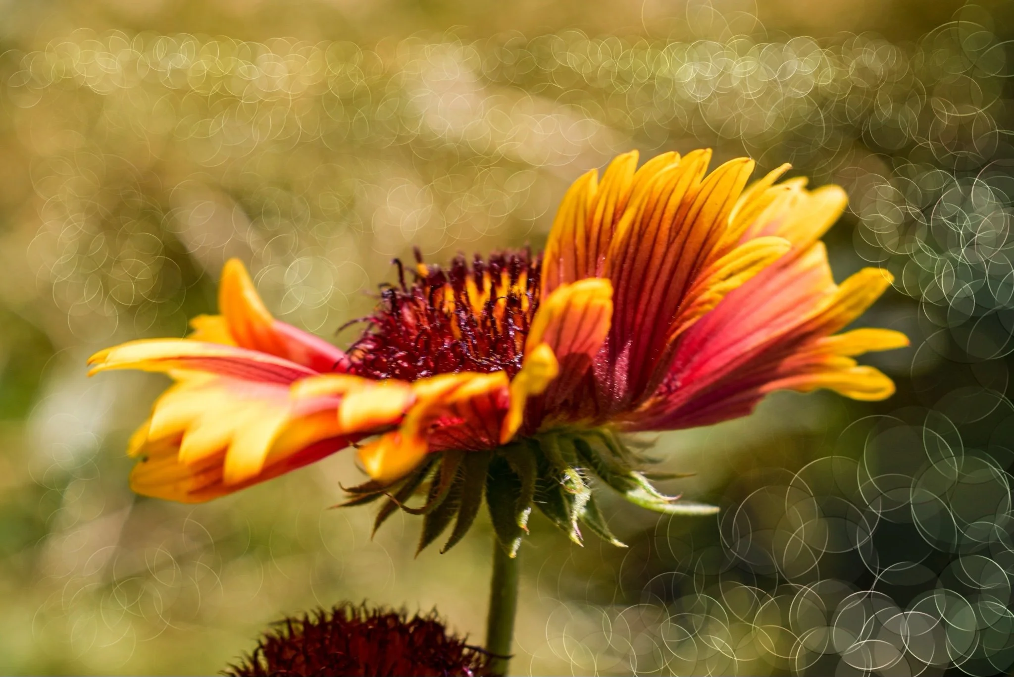 Close-up of a vibrant orange and yellow flower with a dark center, against a blurred background with circular light bokeh.