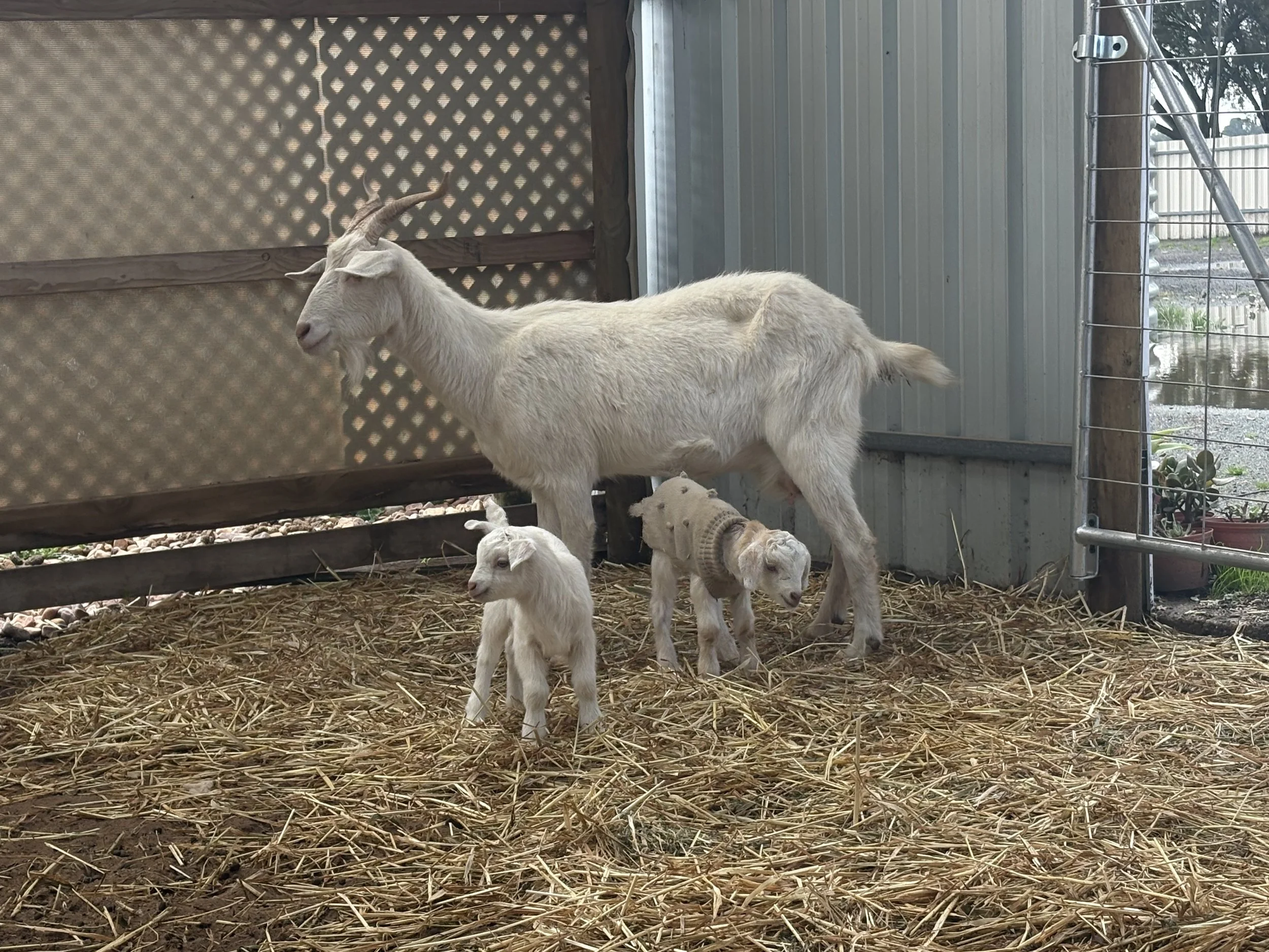 Baby Goats