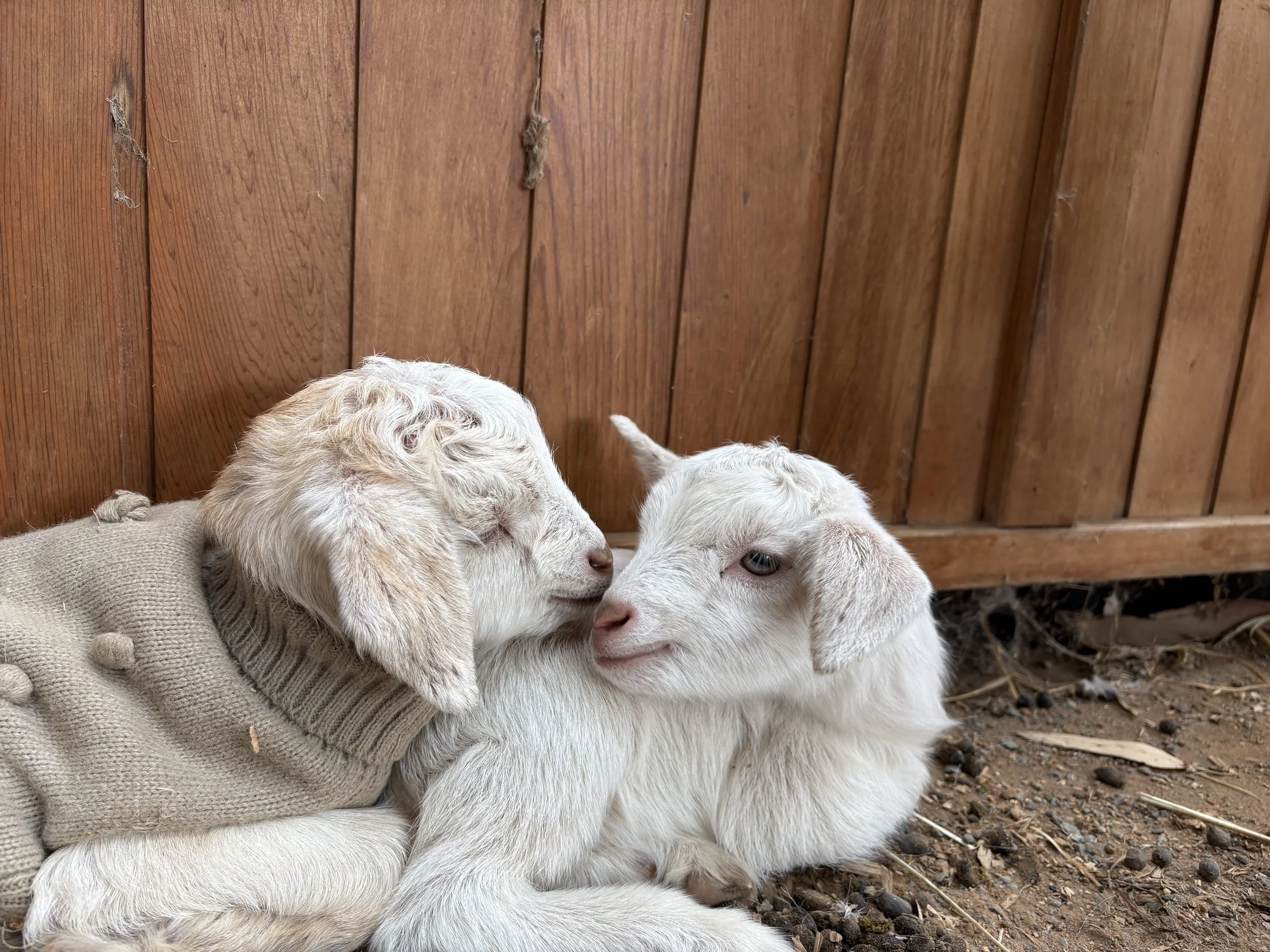 Baby Goats