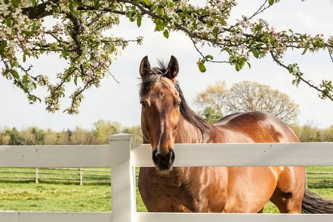 Own your own horse day