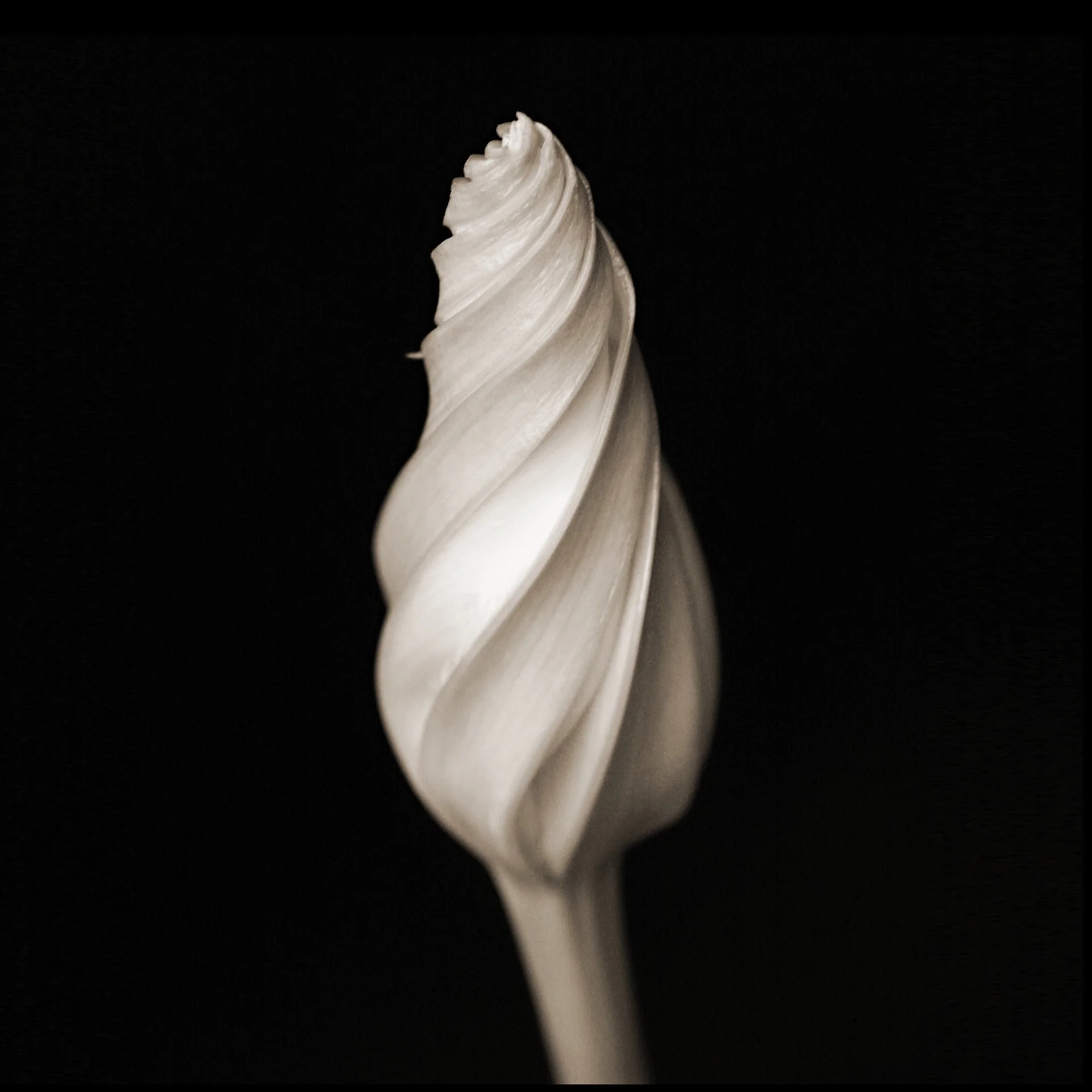 Close-up of a white seashell with a spiral shape against a black background.