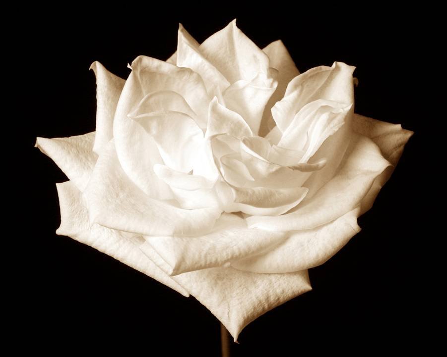 A white rose against a black background.