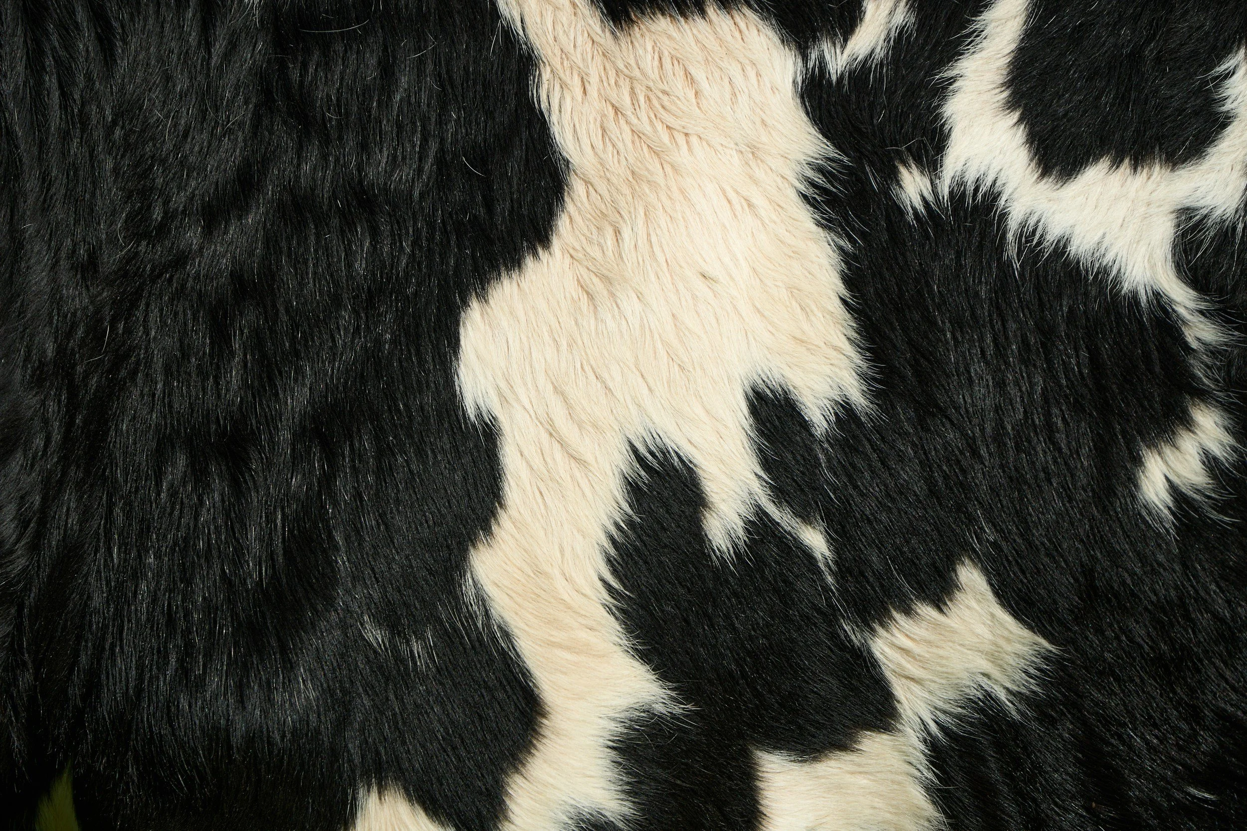 Close-up of black and white cowhide fur with distinctive pattern.
