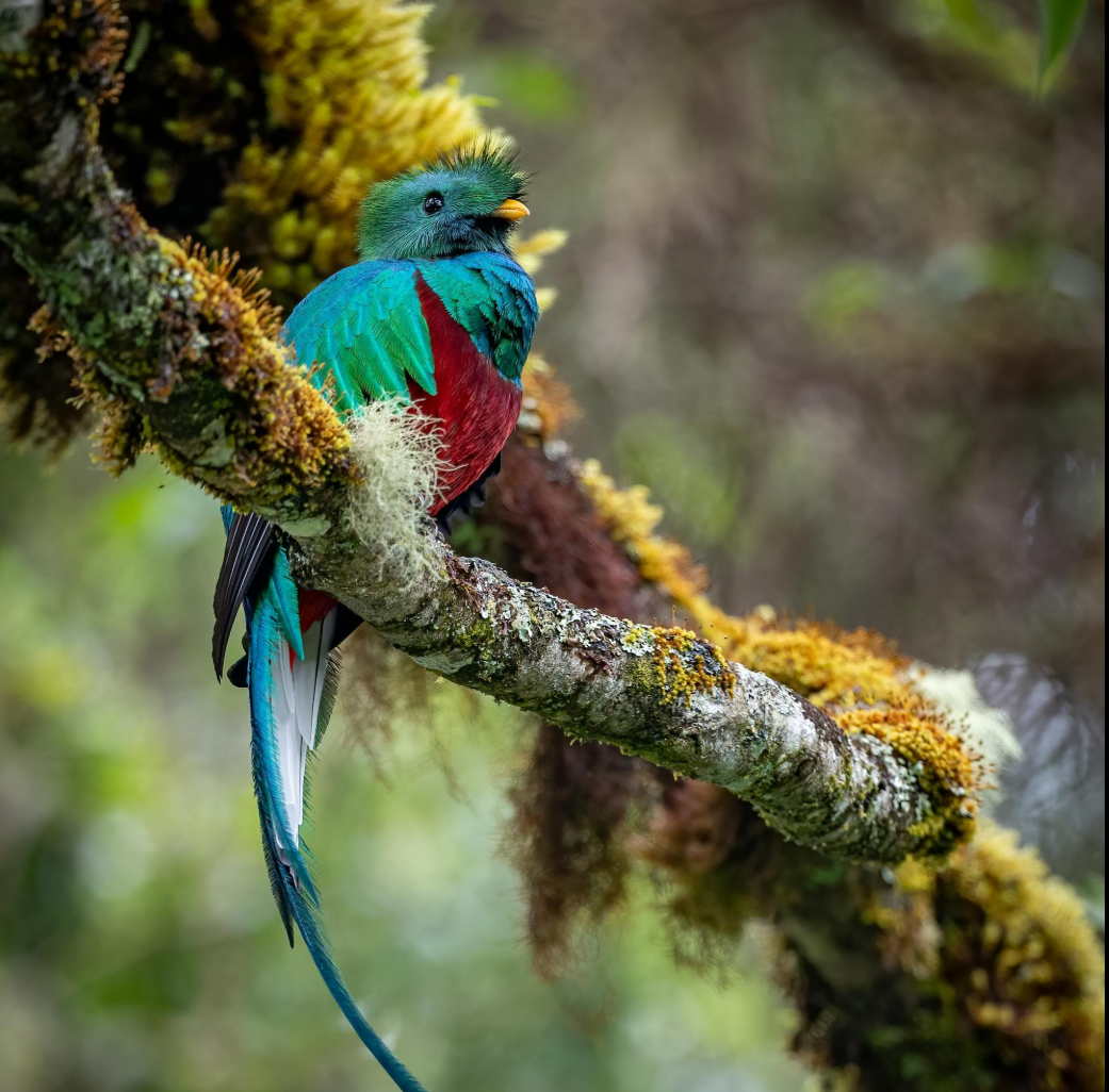 Perroquet coloré avec la tête et le corps en forme de toucan, perchée sur une branche couverte de mousse dans une forêt.