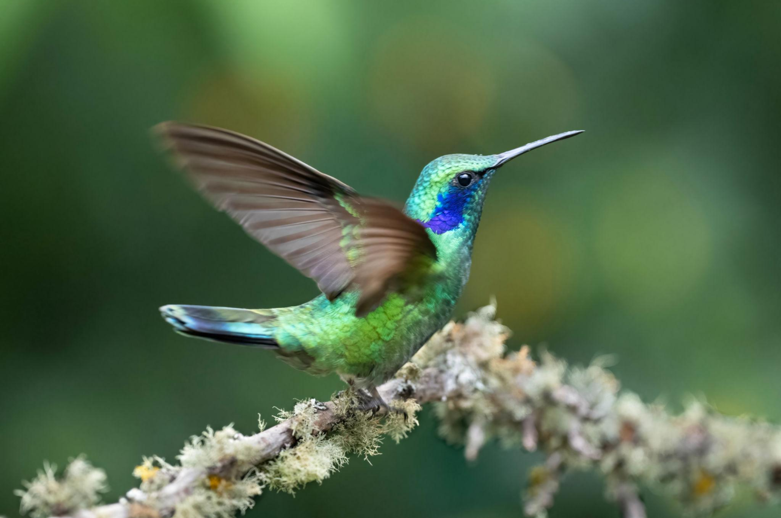 Un colibri coloré perché sur une branche, avec des plumes vertes, bleues et violettes, en train de voler ou d'alimenter, avec un arrière-plan flou vert et jaune.
