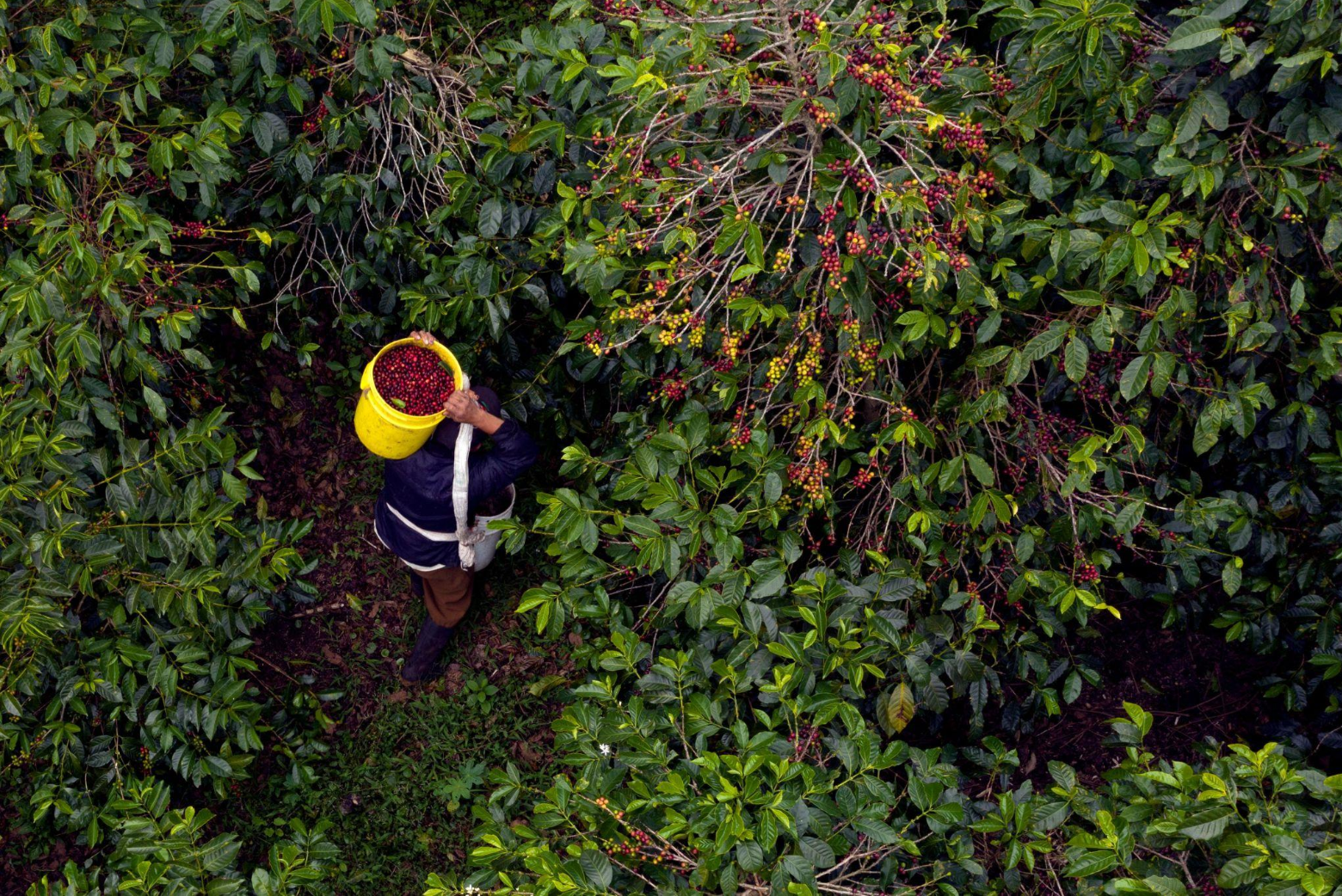 Travailleur récoltant des cerises dans un champ dense de végétation.