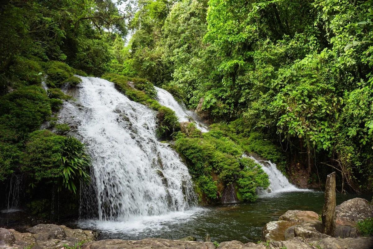 Une cascade dans une forêt dense avec beaucoup de végétation verte et des rochers autour de l'eau