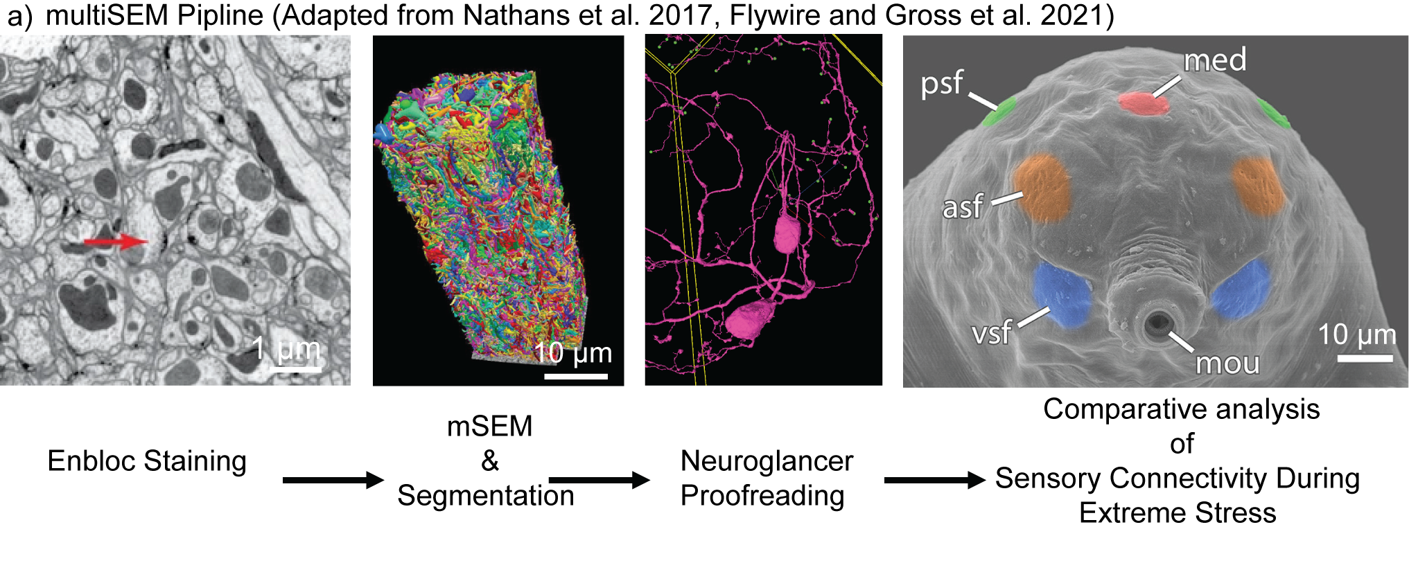 A scientific diagram showing a comparative analysis of neural connectivity during extreme stress, including enbloc staining, multiSEM segmentation, neuroglancer proofreading, and a detailed electron microscope image of a nervous system component with labeled features.