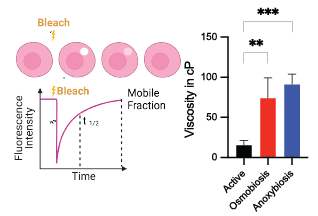 Diagram showing the process of bleaching skin cells over time, with illustrations of skin cells at different stages labeled 'Bleach', 'Bleach', and 'Mole Visible', and a graph comparing two data sets with red and blue bars.