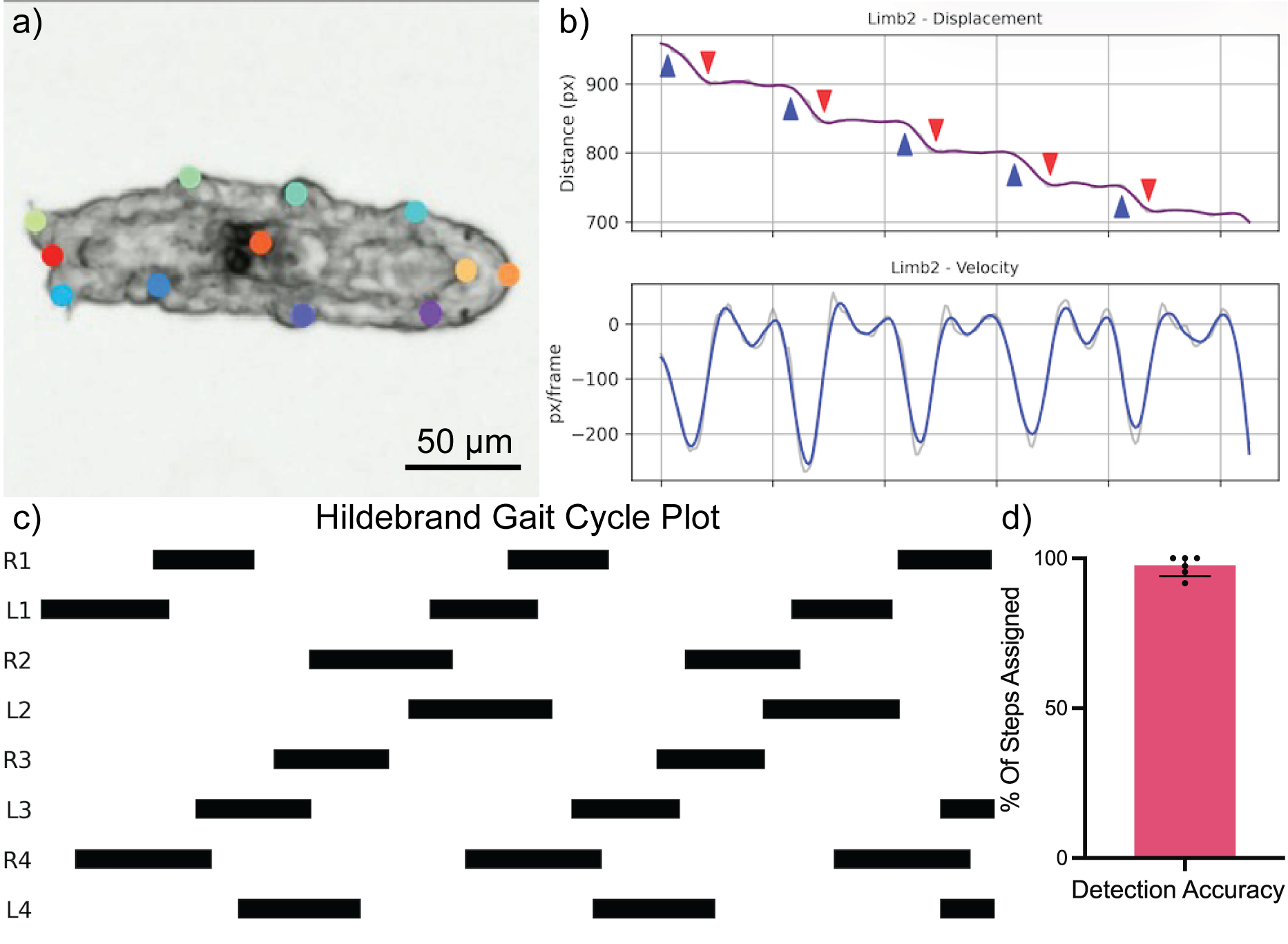 Diagram depicting gait analysis with labeled points on a rat's paw, line graphs showing limb displacement and velocity, and a bar graph illustrating detection accuracy.
