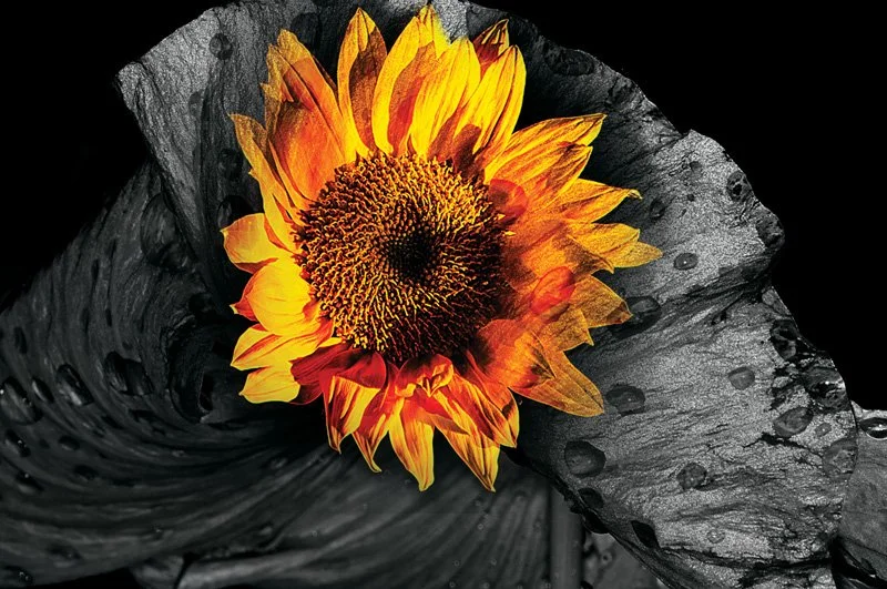 From his sunflower series 