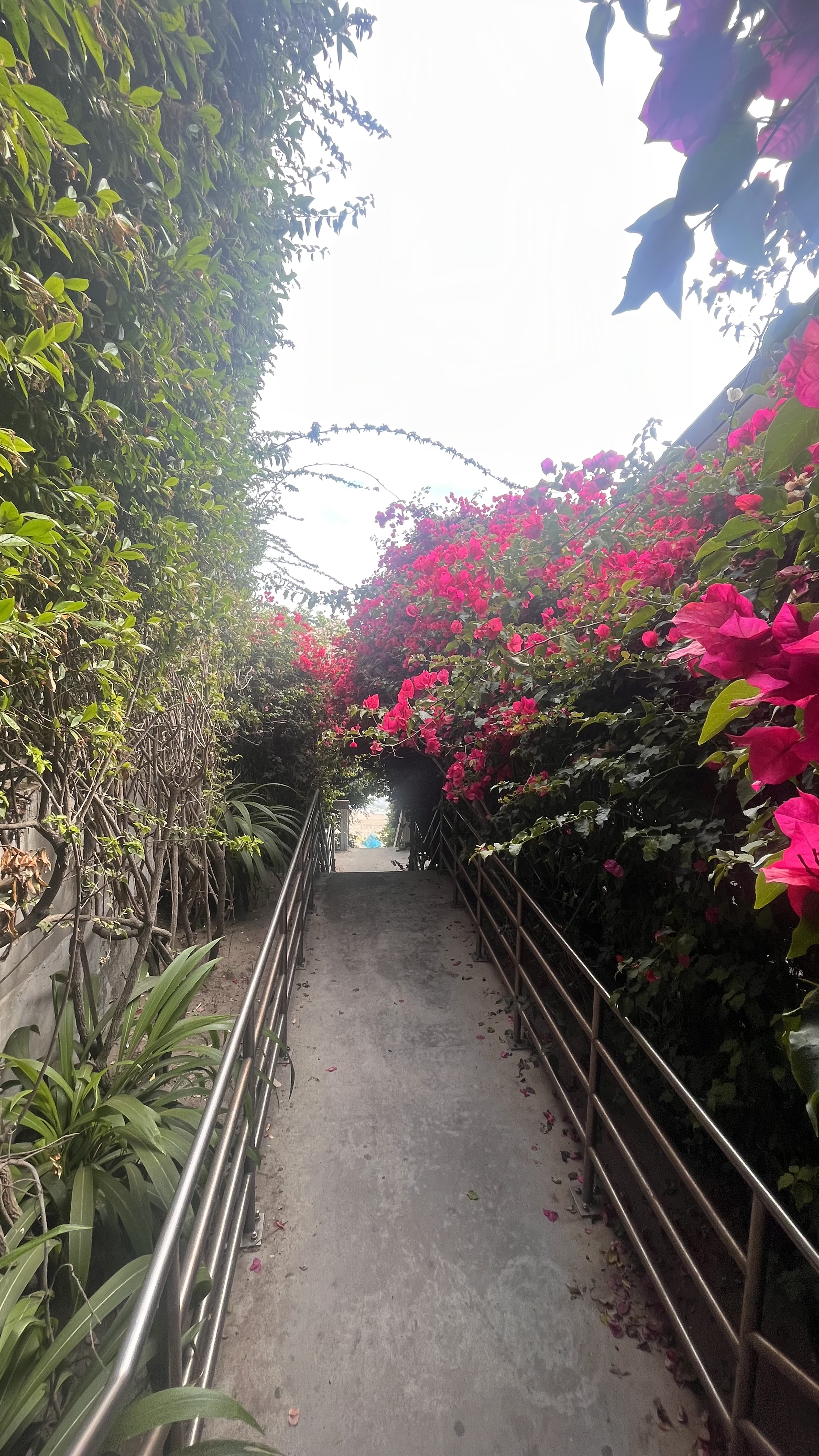 A concrete pathway with metal railings on each side, lined with green bushes on the left and pink flowering bushes on the right, leading to an open view of the sky and distant landscape.