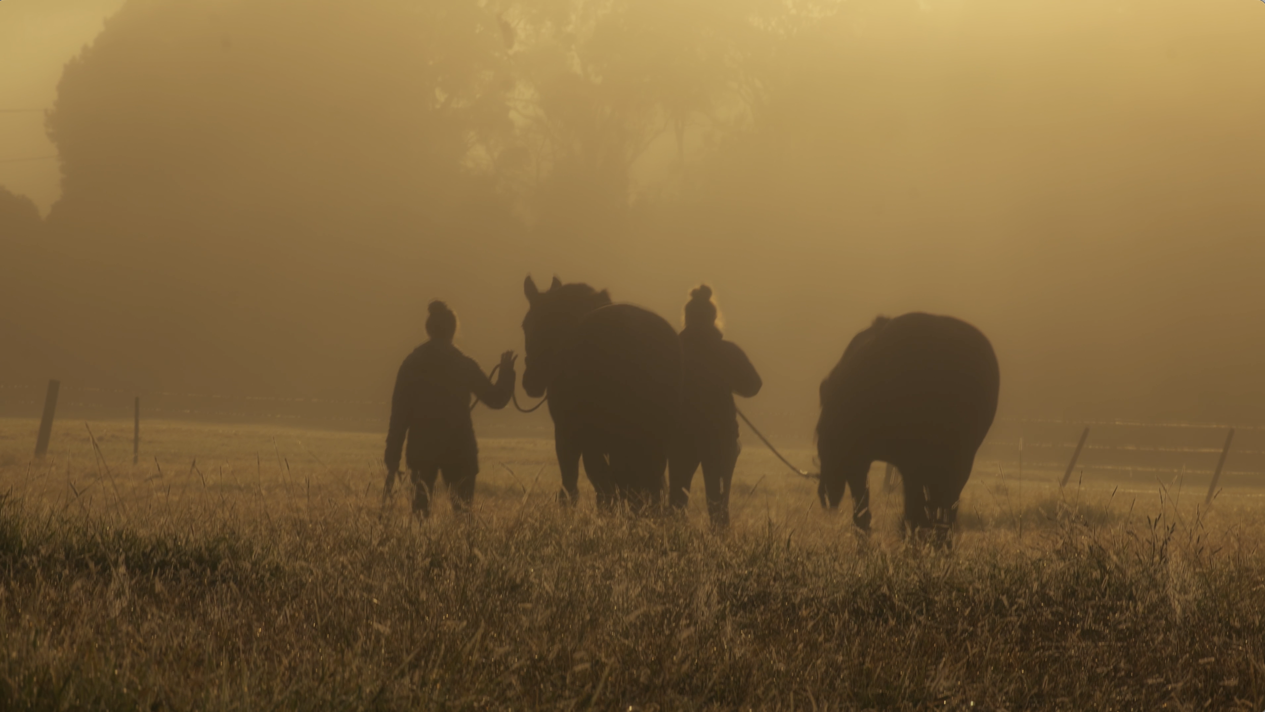 Horseback at Dawn
