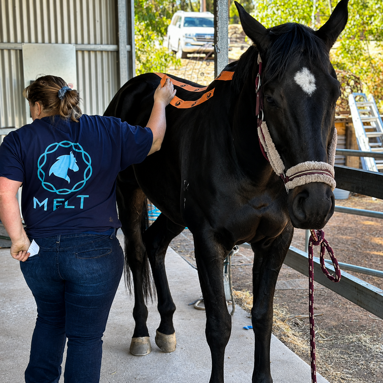 Equine Kinesiotaping Workshop