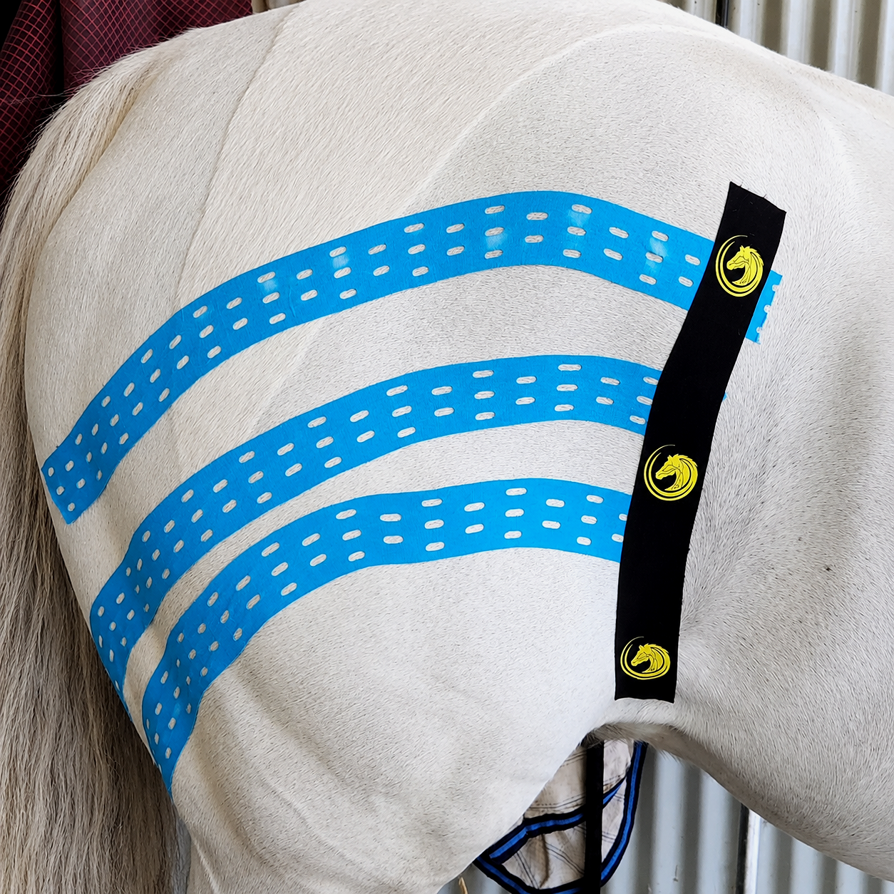 Horse with equine lymphatic kinesiotaping application, during equine therapy treatment.