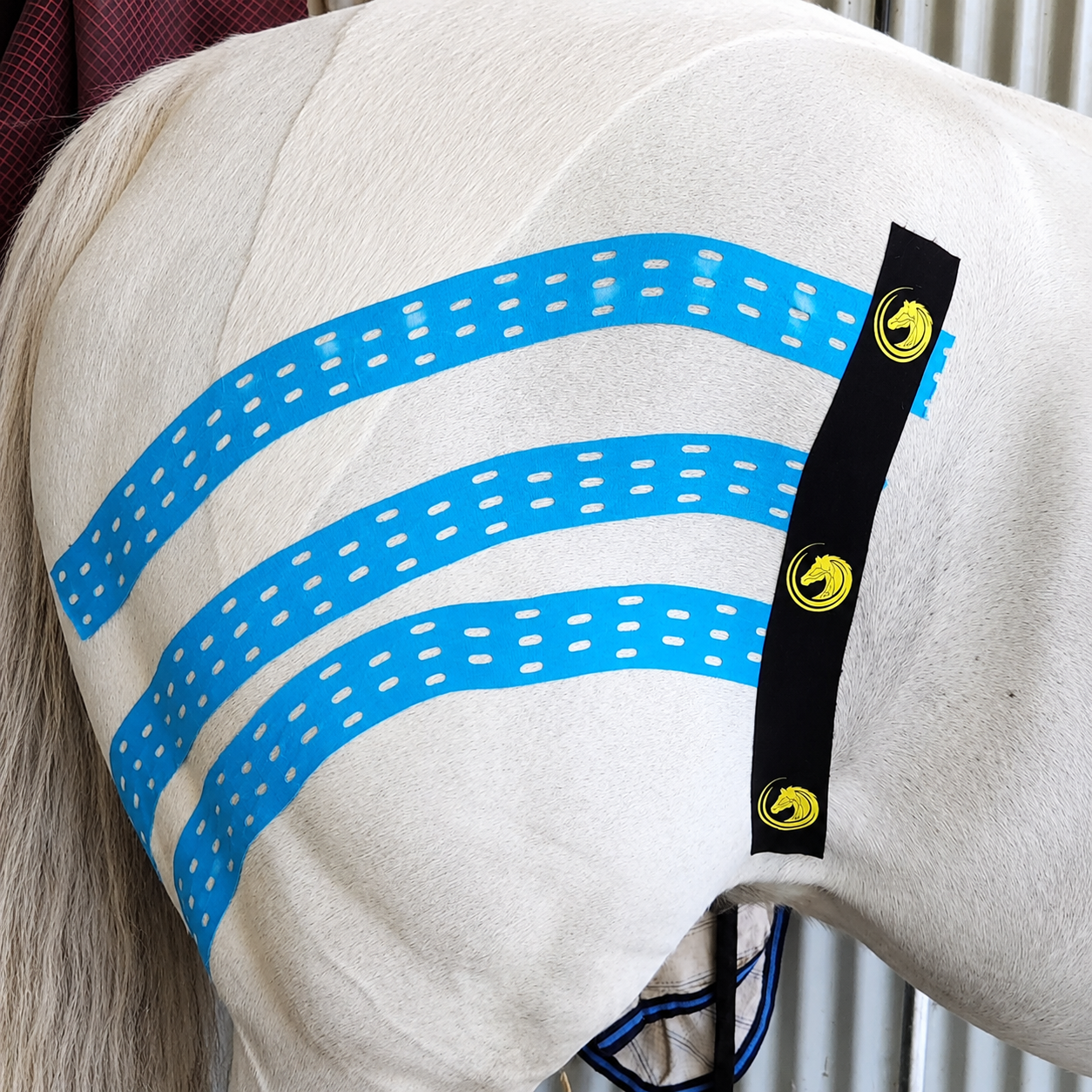 Manual Equine Lymphatic Drainage Online Course