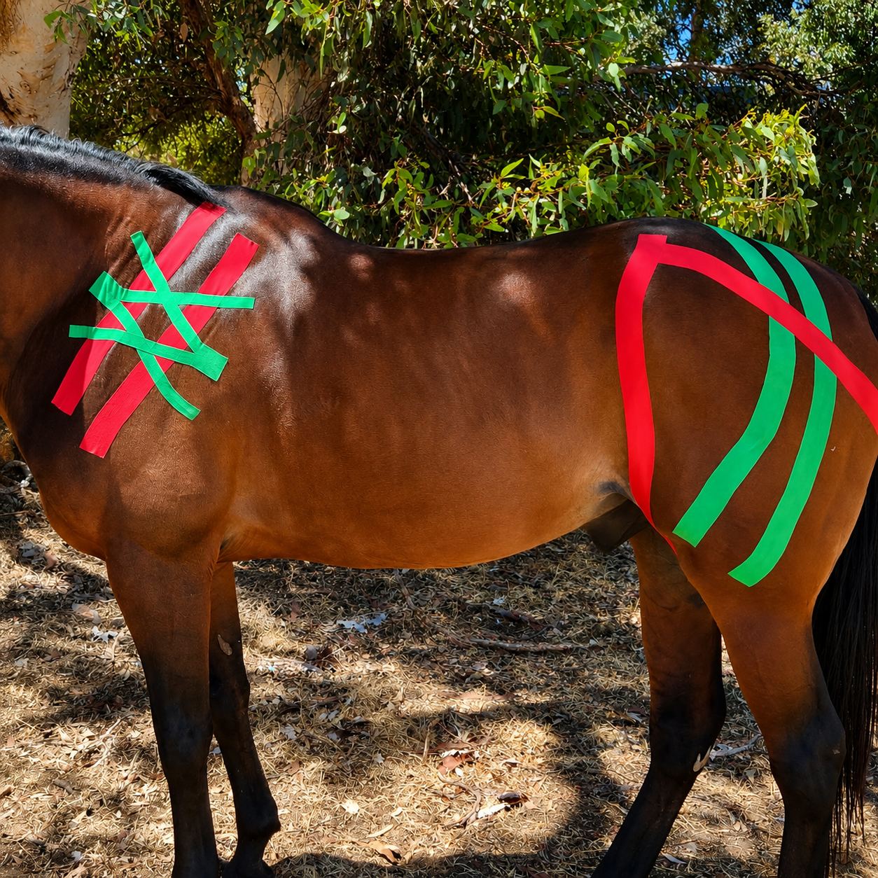 Equine Kinesiotaping Online Course