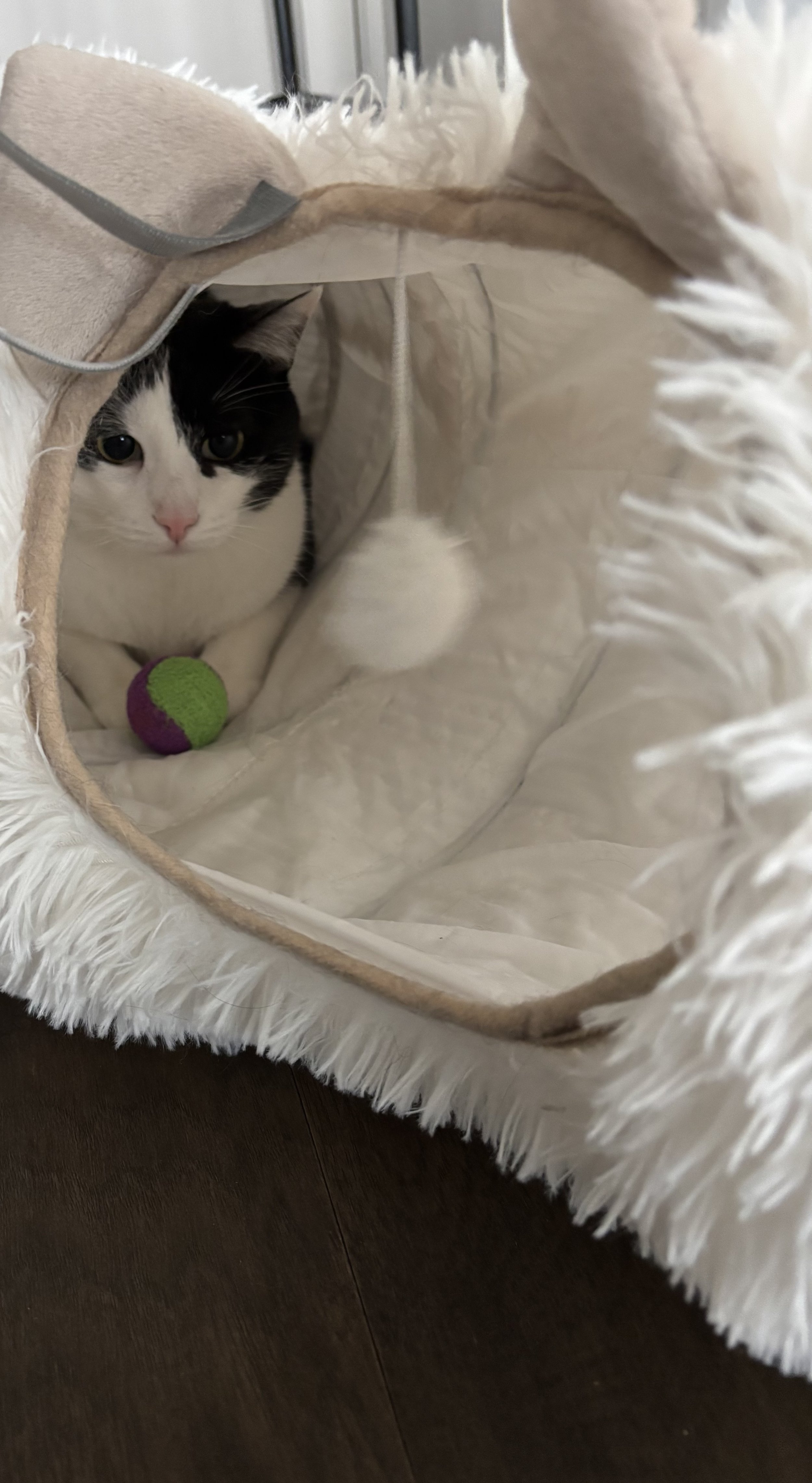 cookie play (cat).jpeg