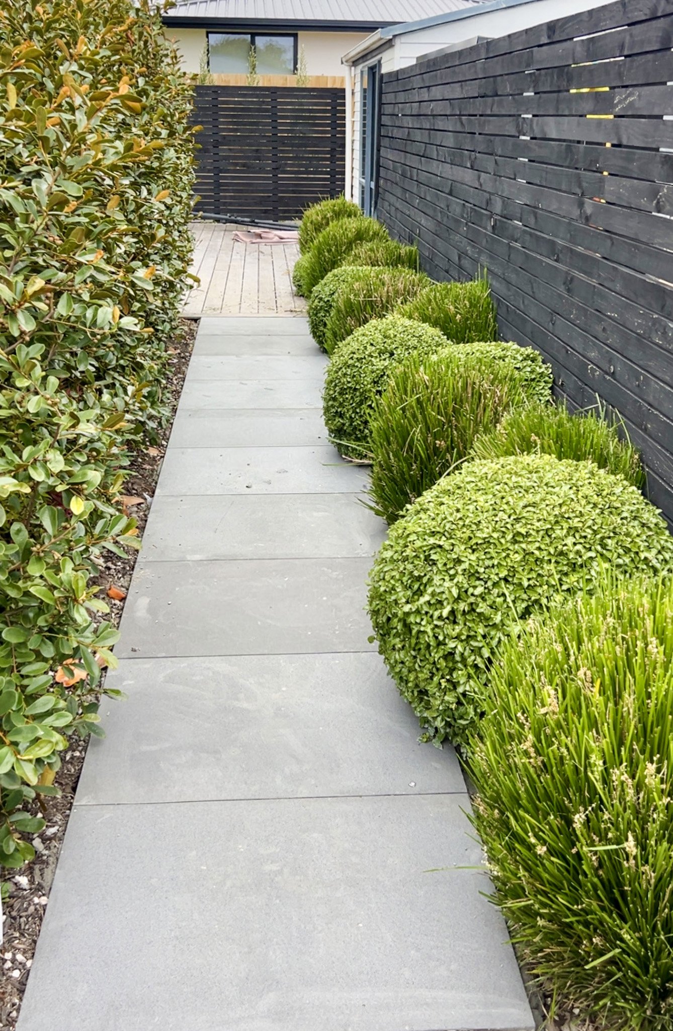 A concrete pathway with neatly trimmed round green bushes on the right and a leafy hedge on the left, enclosed by a black wooden fence and a black wooden wall, with a house in the background.