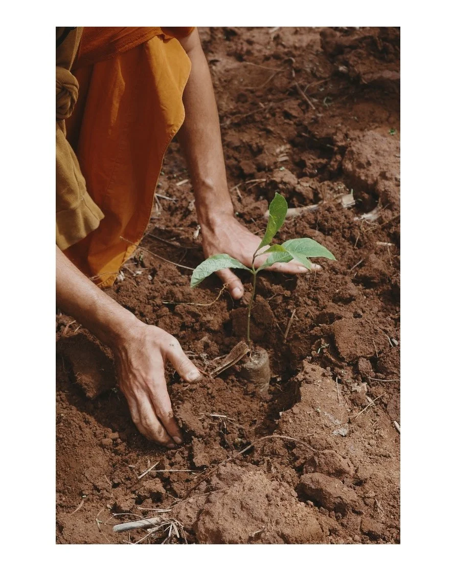 ปลูกป่าถ้ำแจ้งรักษ์ถ้ำแจ้ง 011.JPEG