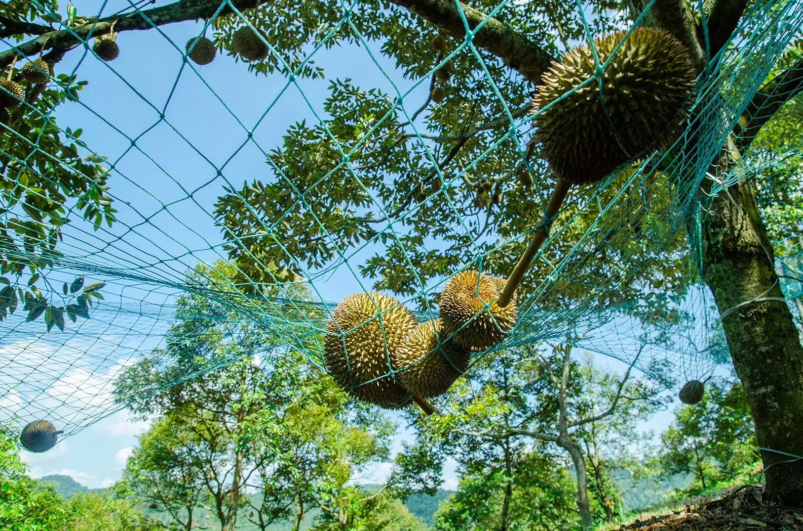 Durian, the fruit Temangan in Kelantan is known for