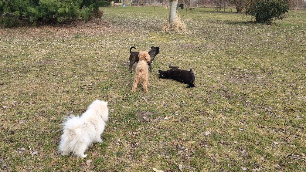 Vier Hunde im Freien auf einer Wiese, ein Hund sitzt, zwei liegen, einer steht mit erhobenem Schwanz.