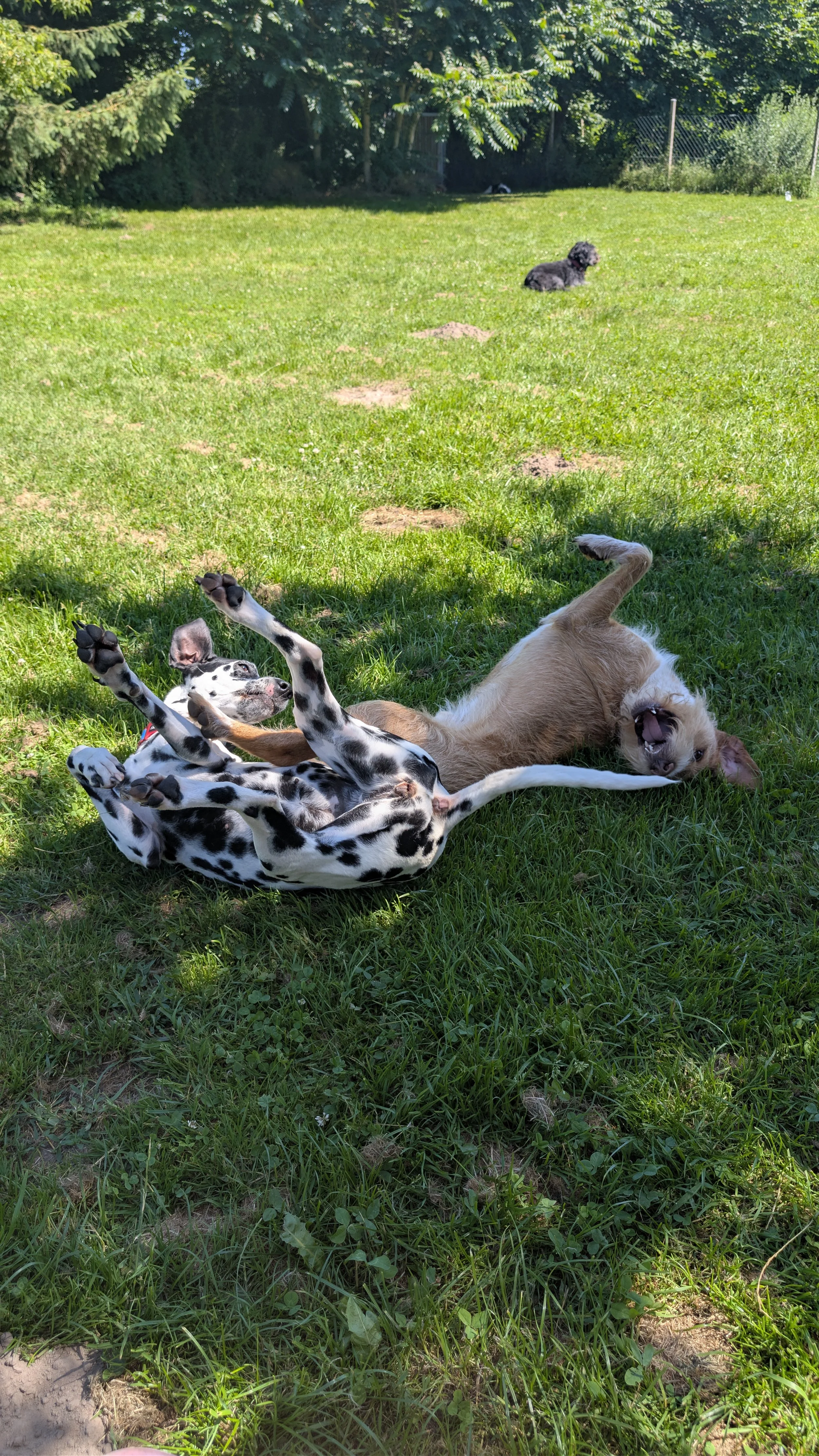 Zwei Welpen spielen und kuscheln auf der Wiese, während im Hintergrund ein weiterer Hund liegt.
