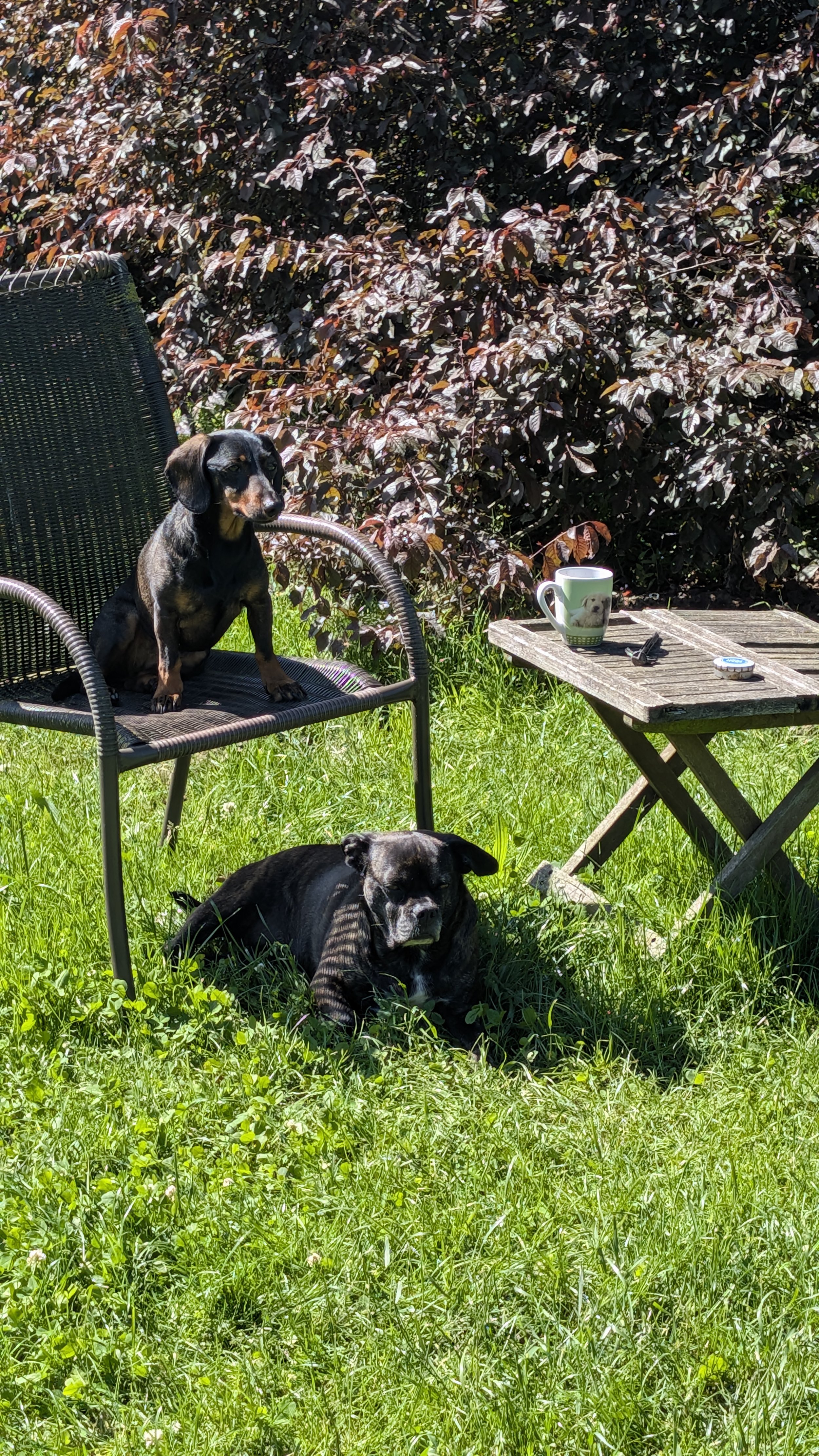 Zwei schwarze und braune Hunde ruhen im Sonnenlicht auf einer grünen Wiese, mit einem kleinen Holztisch und einem grünen Kaffeebecher davor, vor einem großen Strauch mit dunklen Blättern.