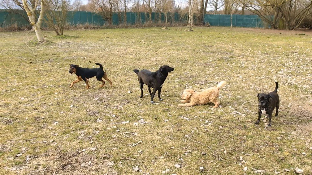 Vier Hunde laufen und spielen in einem offenen, grasbewachsenen Feld mit Bäumen und Zäunen im Hintergrund.