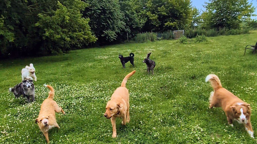 Mehrere Hunde laufen und spielen auf einer grünen Wiese mit Bäumen im Hintergrund.
