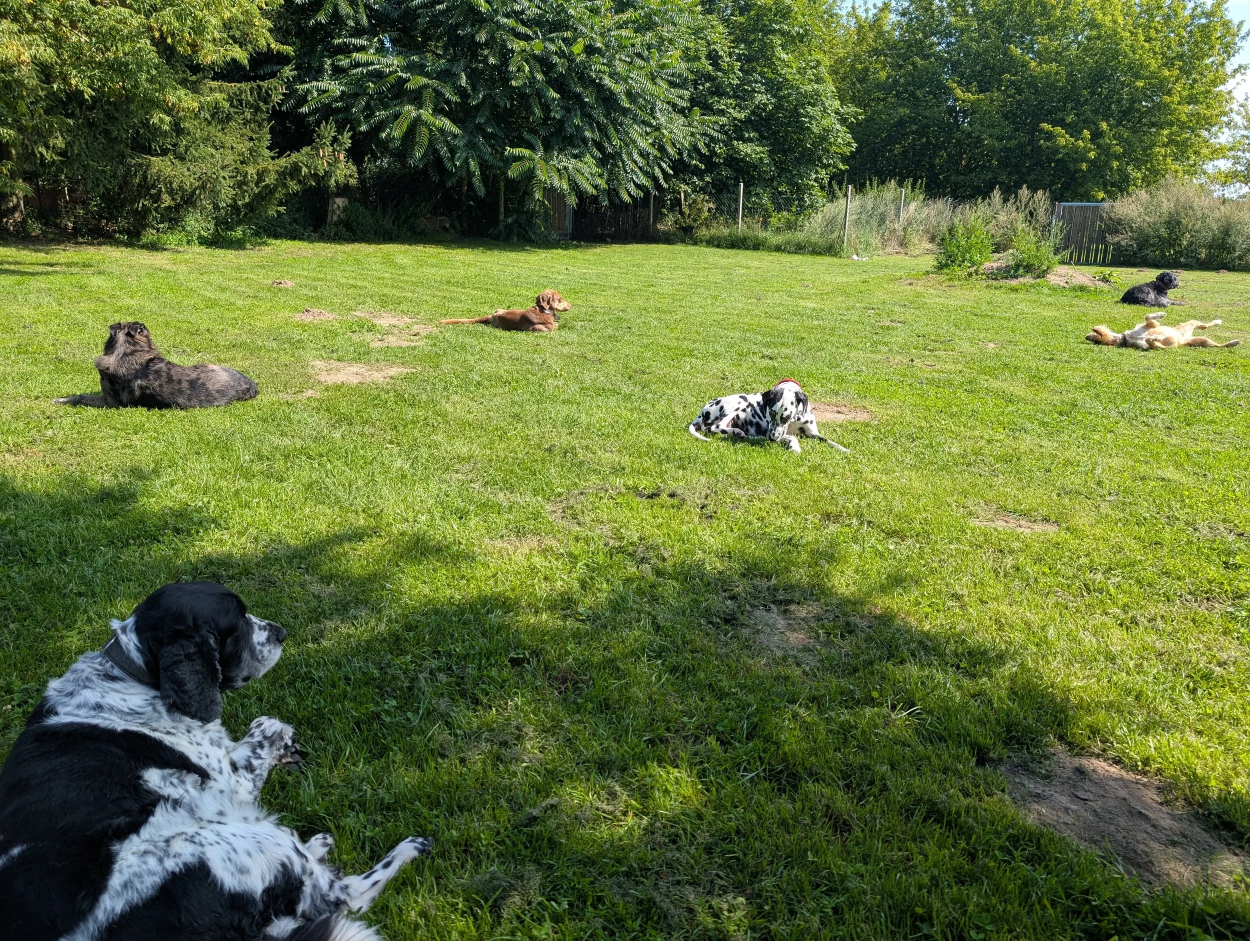 Mehrere Hunde liegen und relaxen auf einer grünen Wiese in einem Garten, umgeben von Bäumen und Sträuchern, bei sonnigem Wetter.