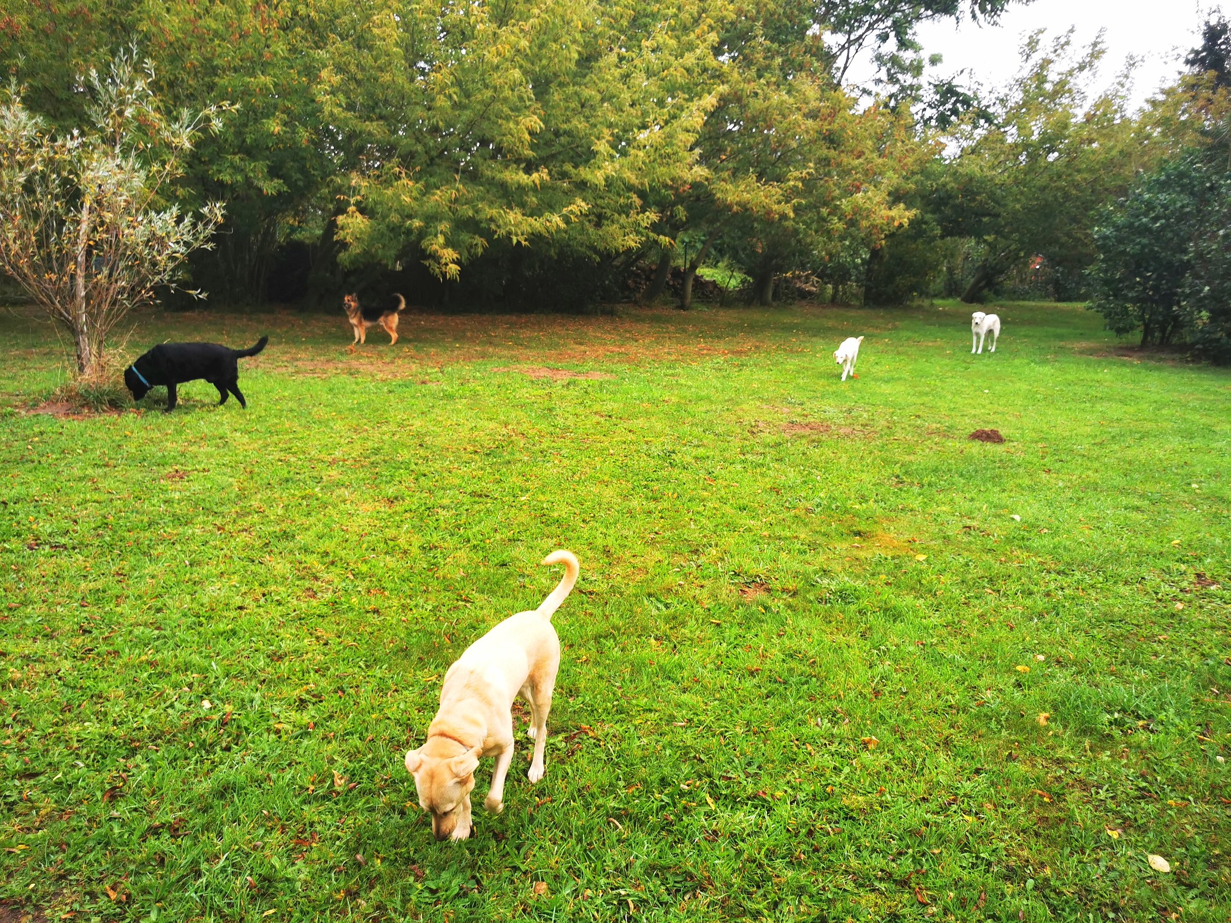 Mehrere Hunde, darunter ein schwarzer und ein beigefarbener, in einem Park mit grünen Bäumen im Herbst. Der schwarze Hund schnuppert an einem Busch, der beigefarbene Hund ist nach vorne gerichtet.