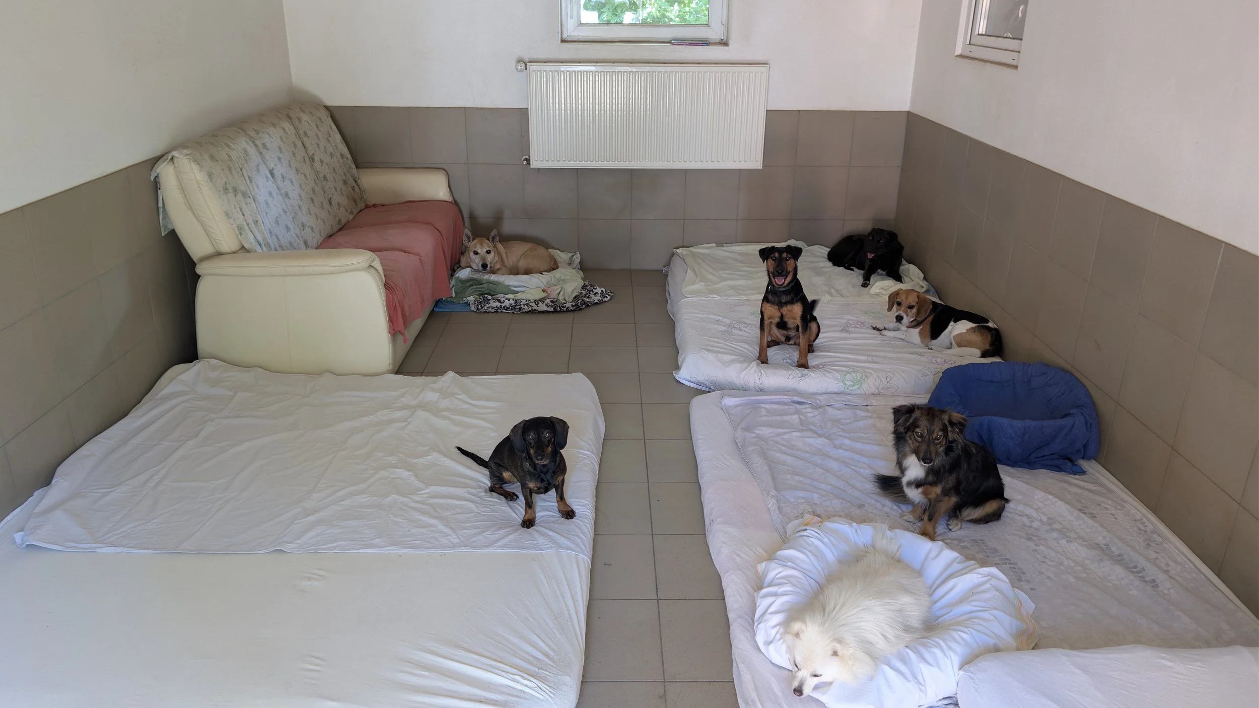 Mehrere Hunde liegen und sitzen auf verschiedenen Matratzen und Decken in einem Raum mit weißen Wänden und zwei Fenstern.