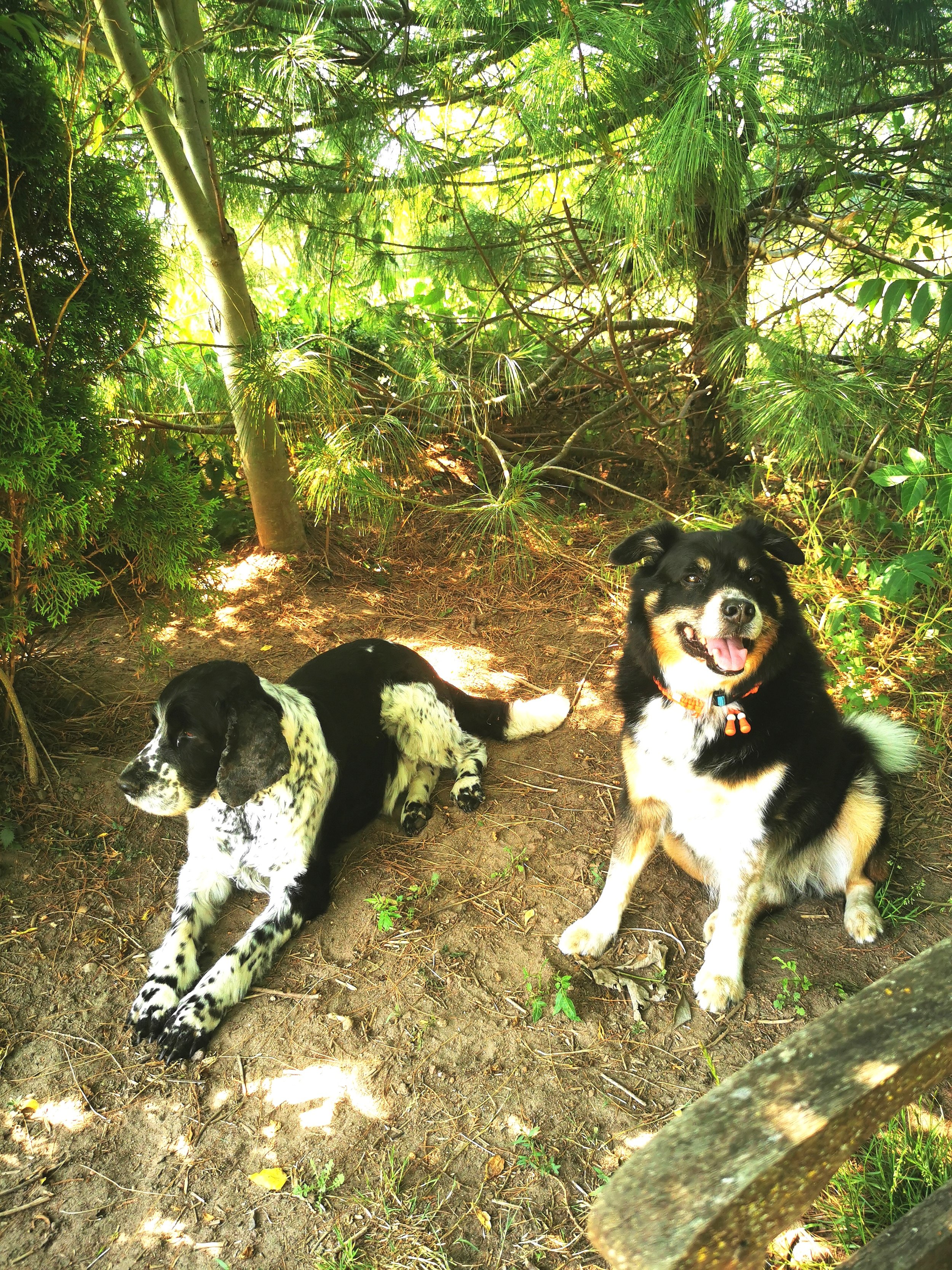 Zwei Hunde, ein Dalmatiner mit schwarzen Flecken und ein Bernese Mountain Dog, liegen im Schatten im Grünen. Der Dalmatiner ist liegend, der Bernese Mountain Dog sitzt lachend auf dem Boden.