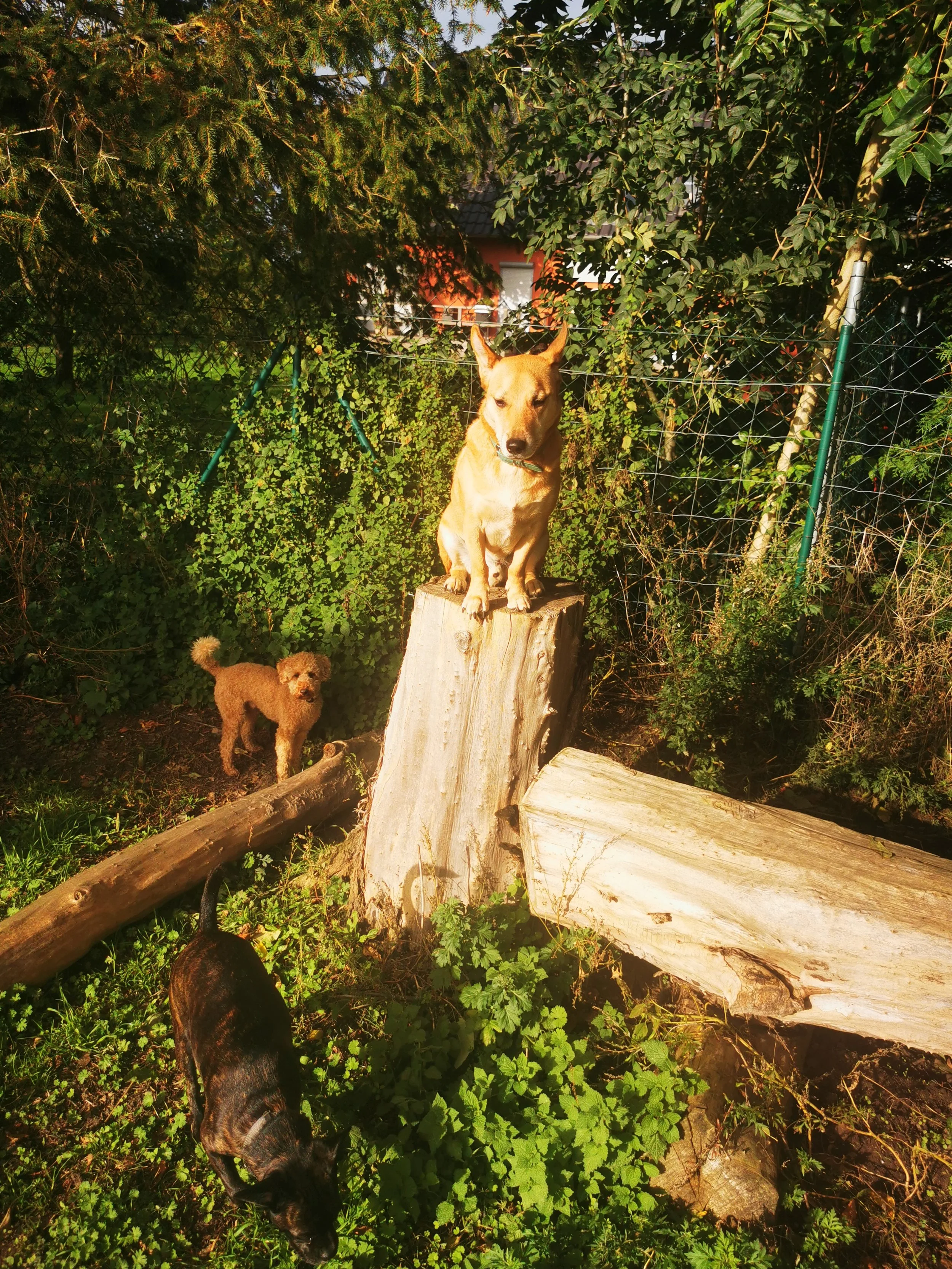 Ein Hund steht auf einem Baumstumpf in einem Garten mit viel grünem Laub und Bäumen im Hintergrund. Es gibt auch einen kleineren braunen Hund im Schatten im unteren linken Teil des Bildes.