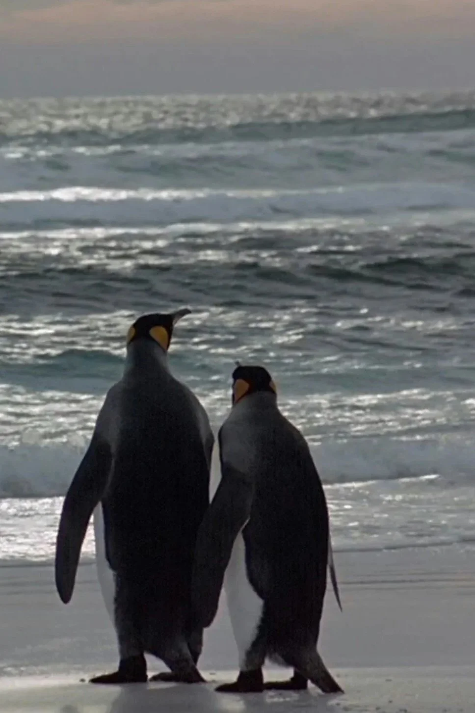Two penguins walking on a sandy beach near the ocean, with waves and a cloudy sky in the background.
